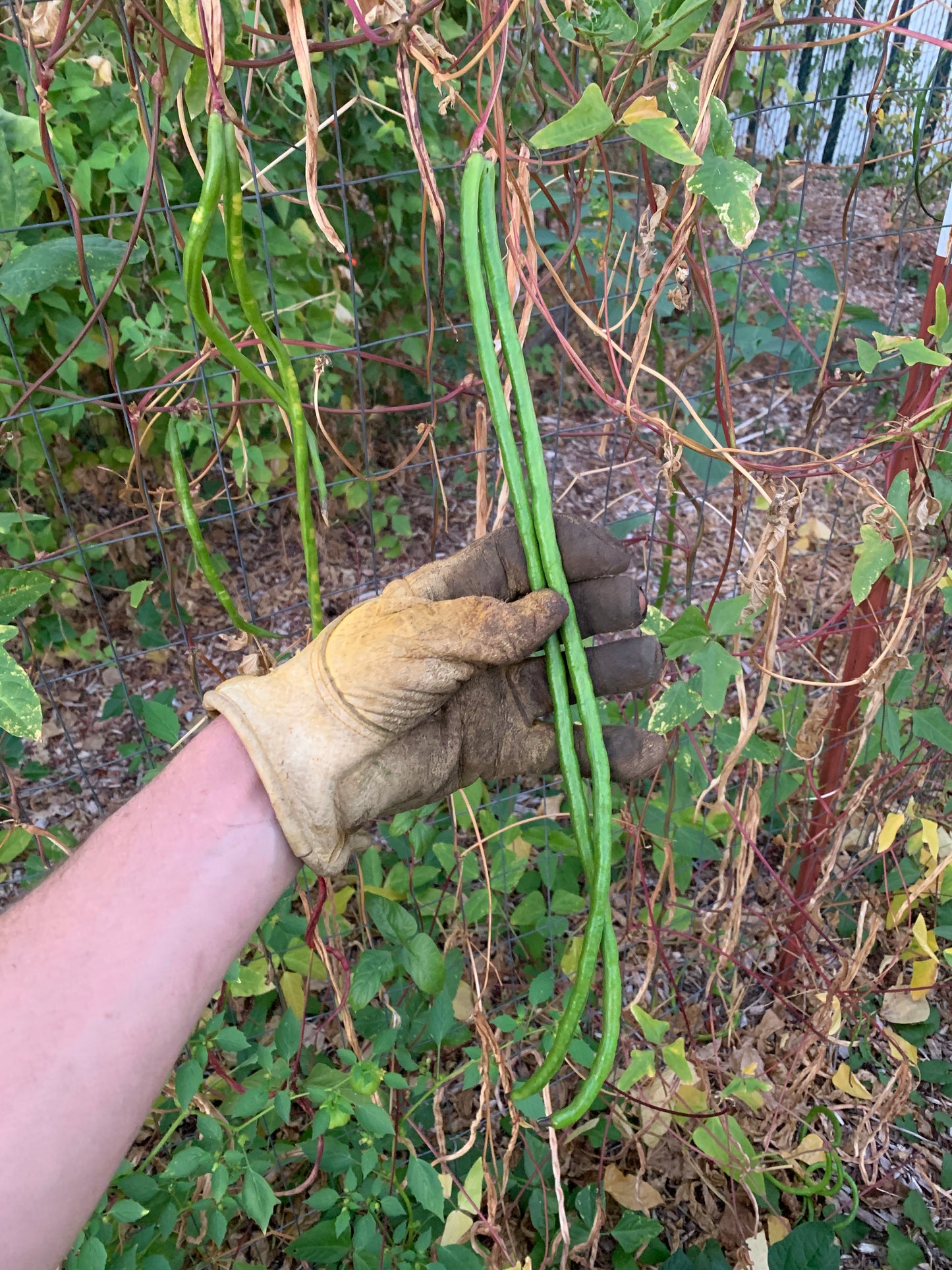 Yard Long Bean, Orient Wonder