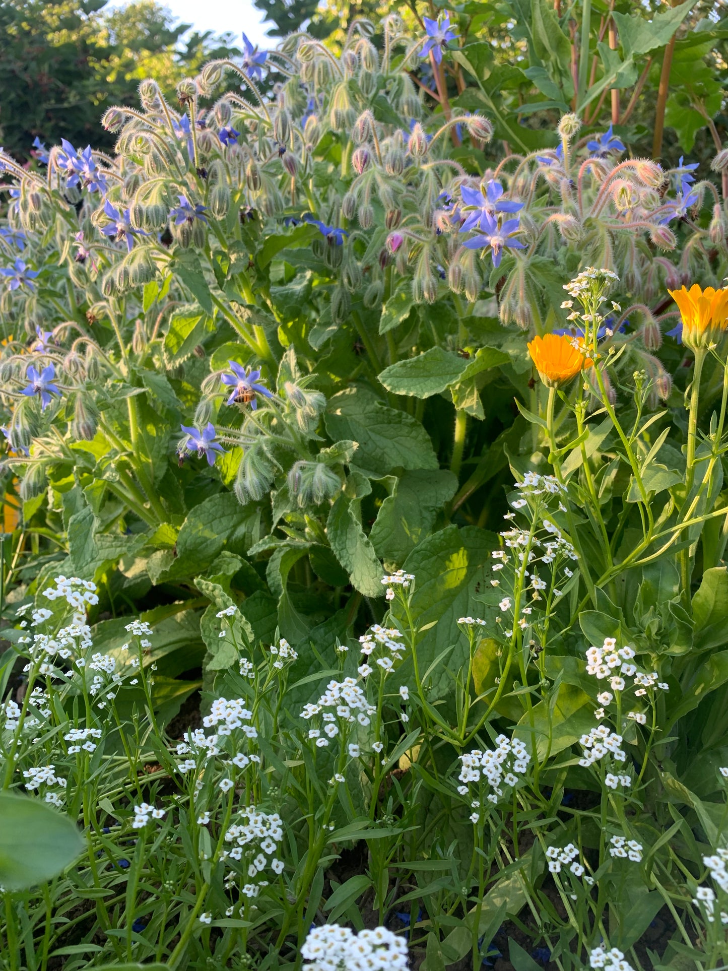 Borage