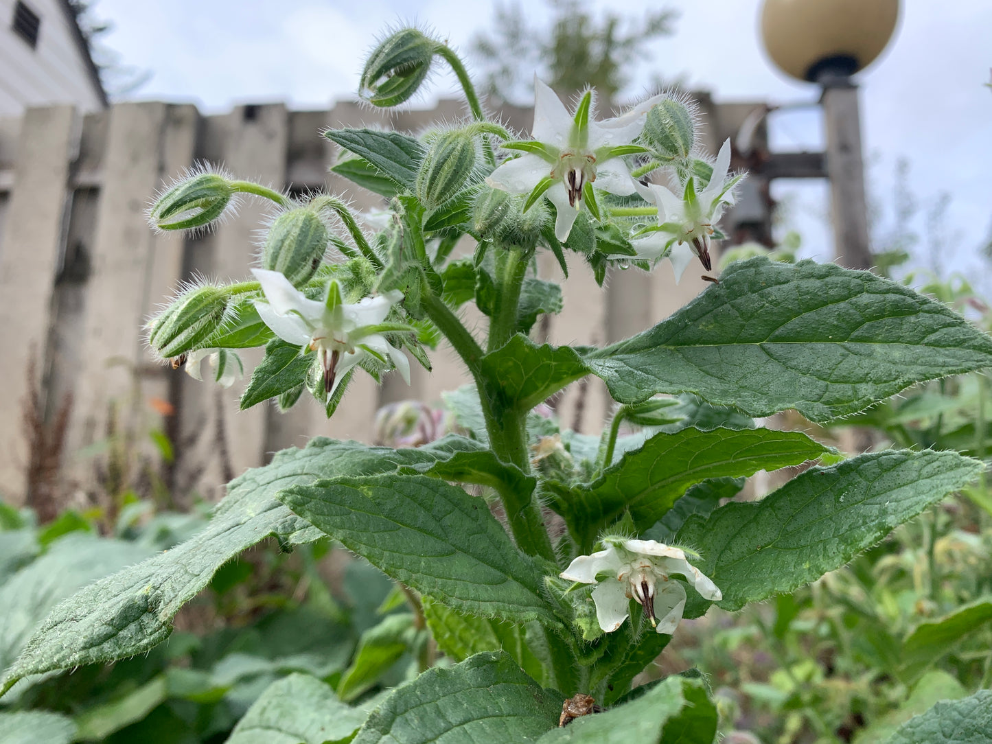 Borage