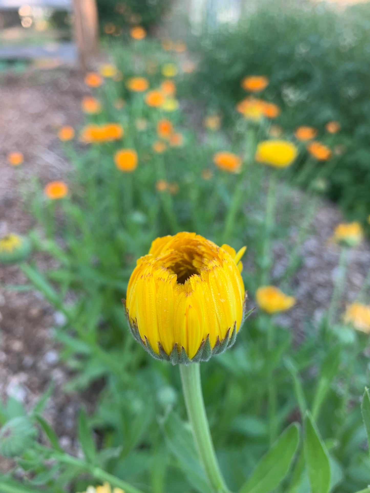 Calendula, Common