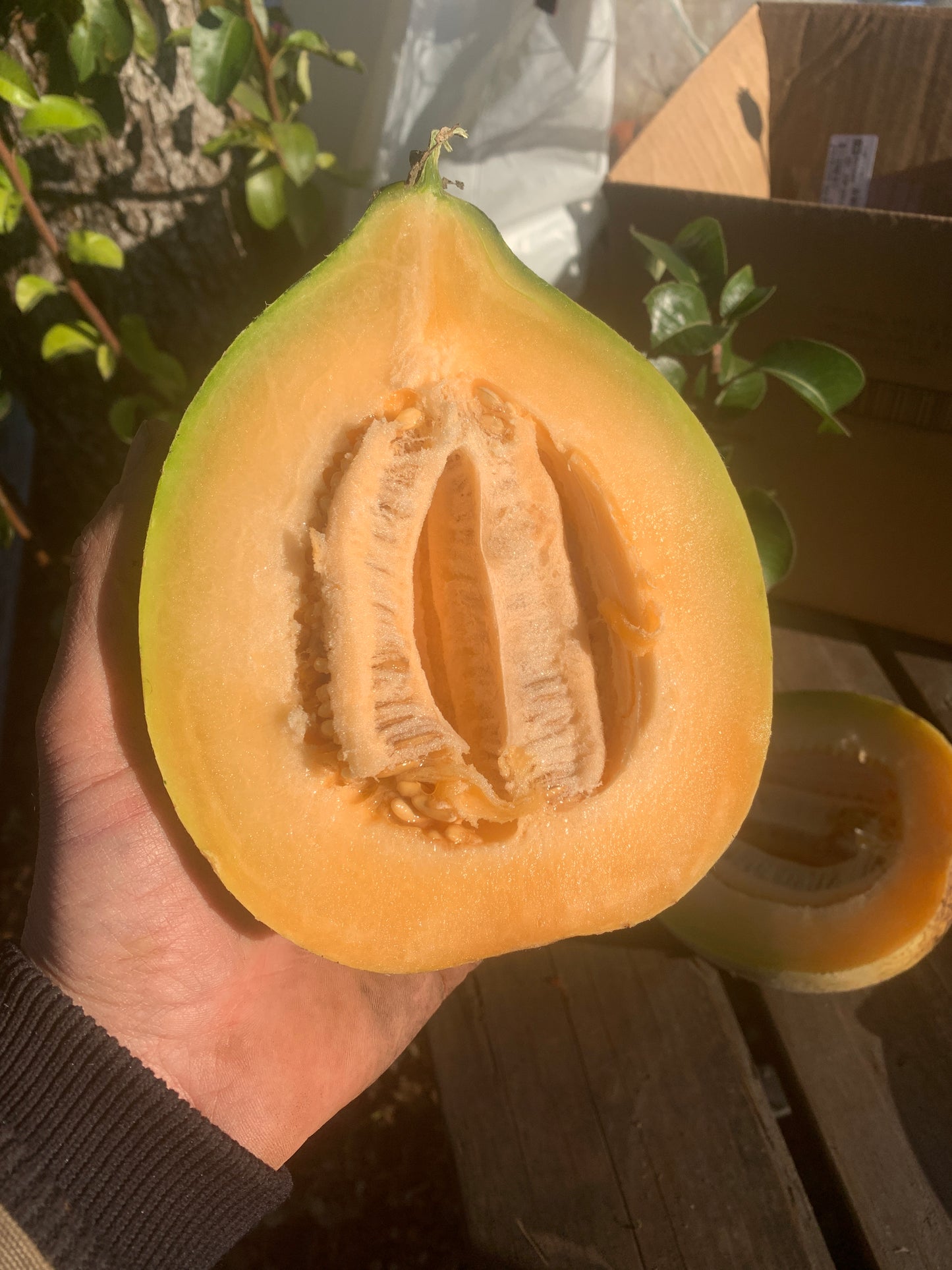 Melon, Eel River