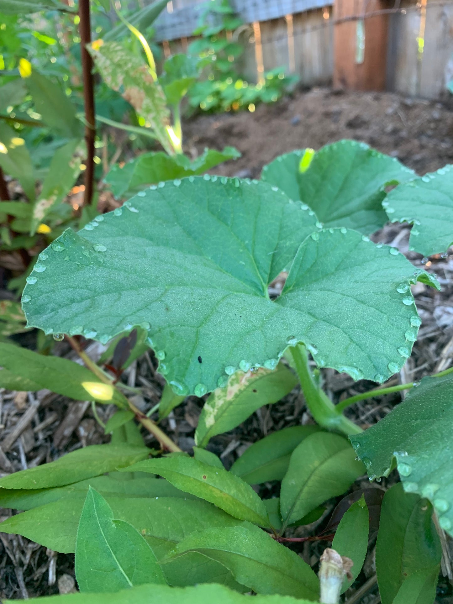 Melon, Eel River