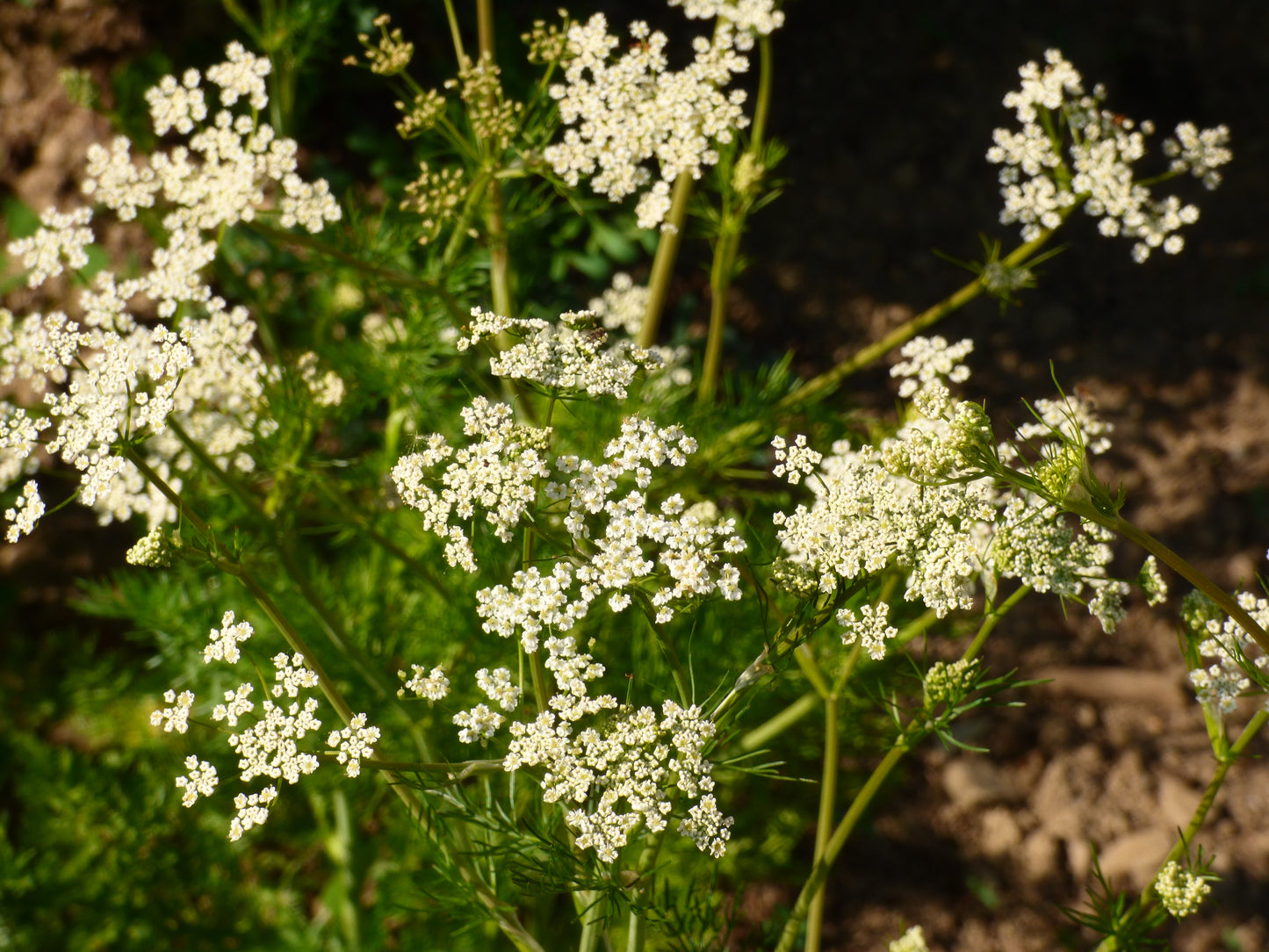 Caraway, Arterner