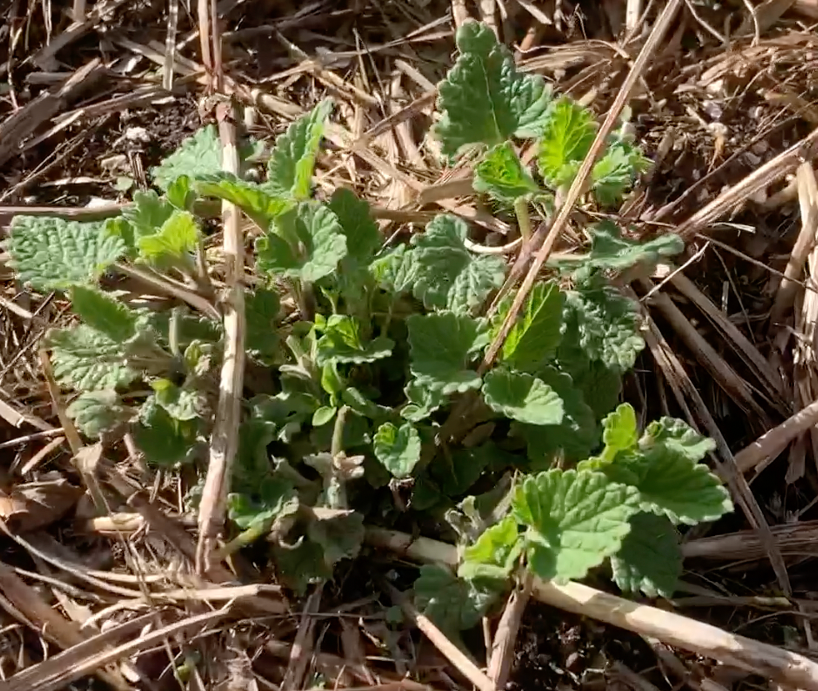Catnip