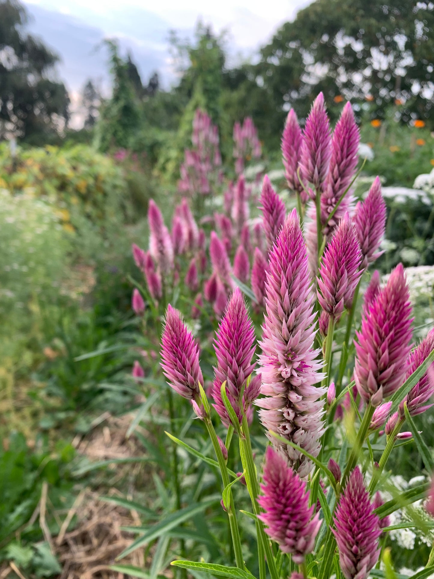 Celosia, Flamingo feather (Celosia argentea var. spicata)