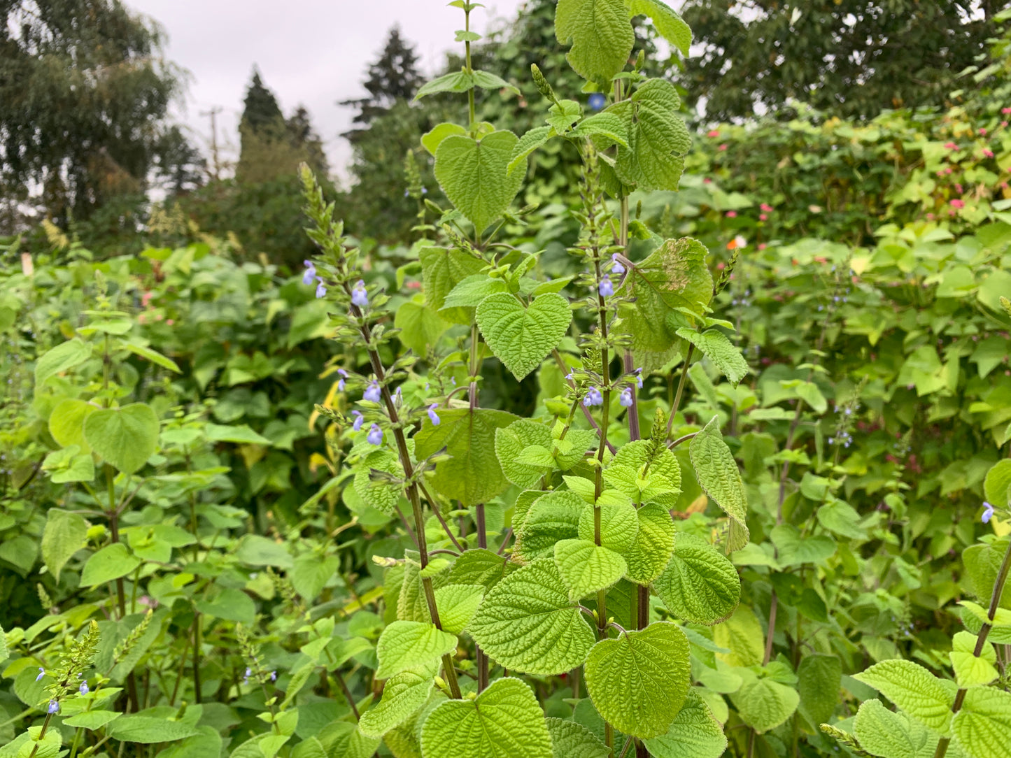 Chia, Northern Adapted Rarámuri