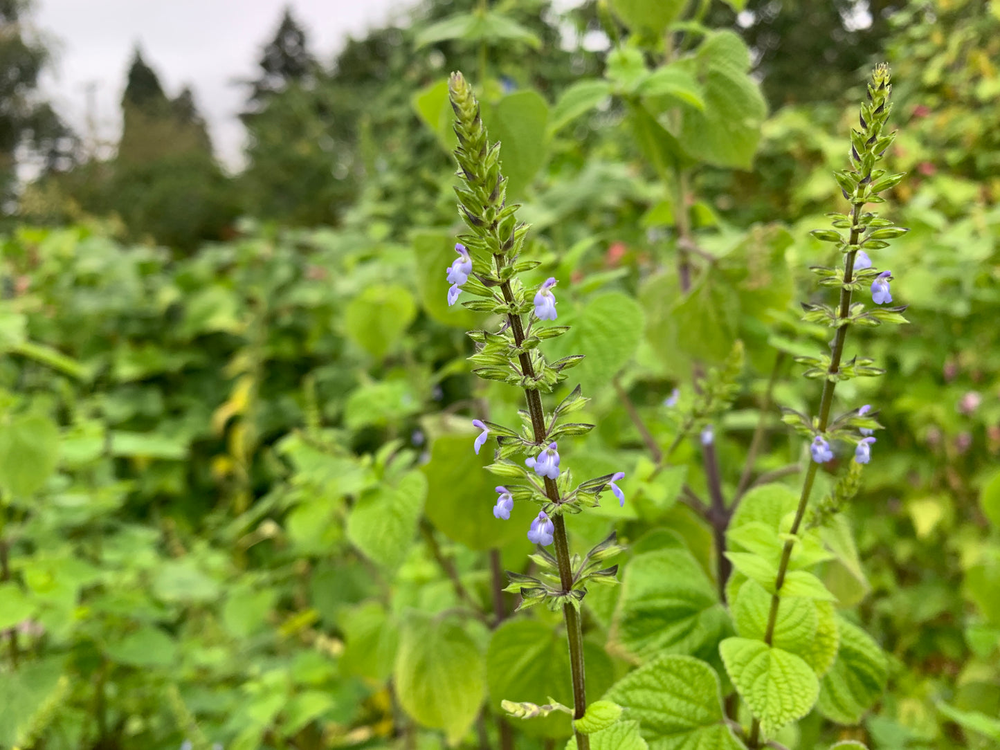 Chia blooms (that will eventually become seeds)