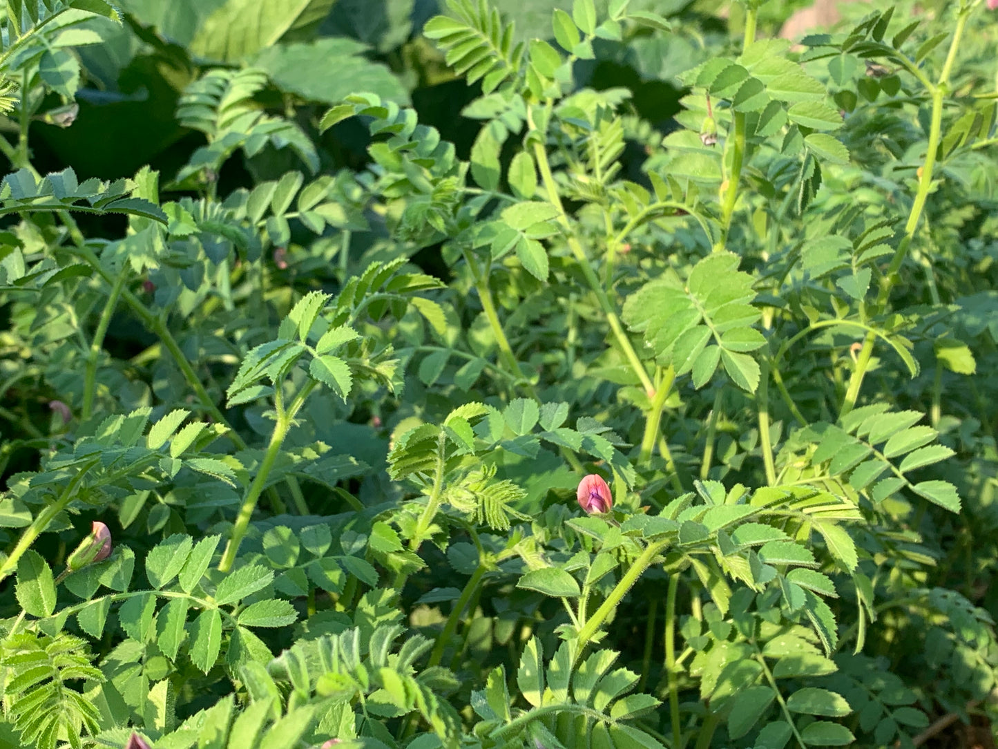 Chickpea, Black Kabouli (Cicer arietinum)