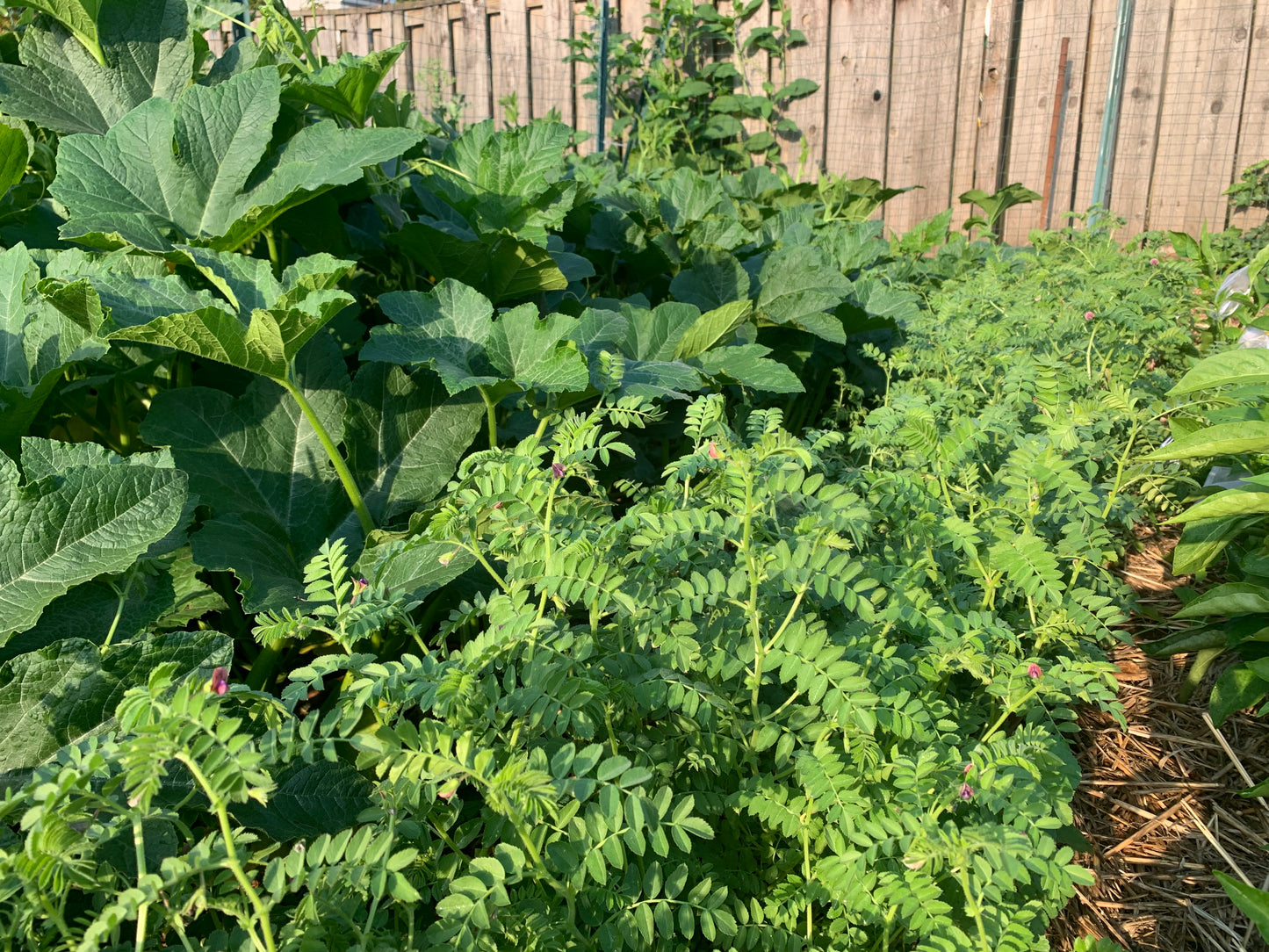 Chickpea, Black Kabouli (Cicer arietinum)
