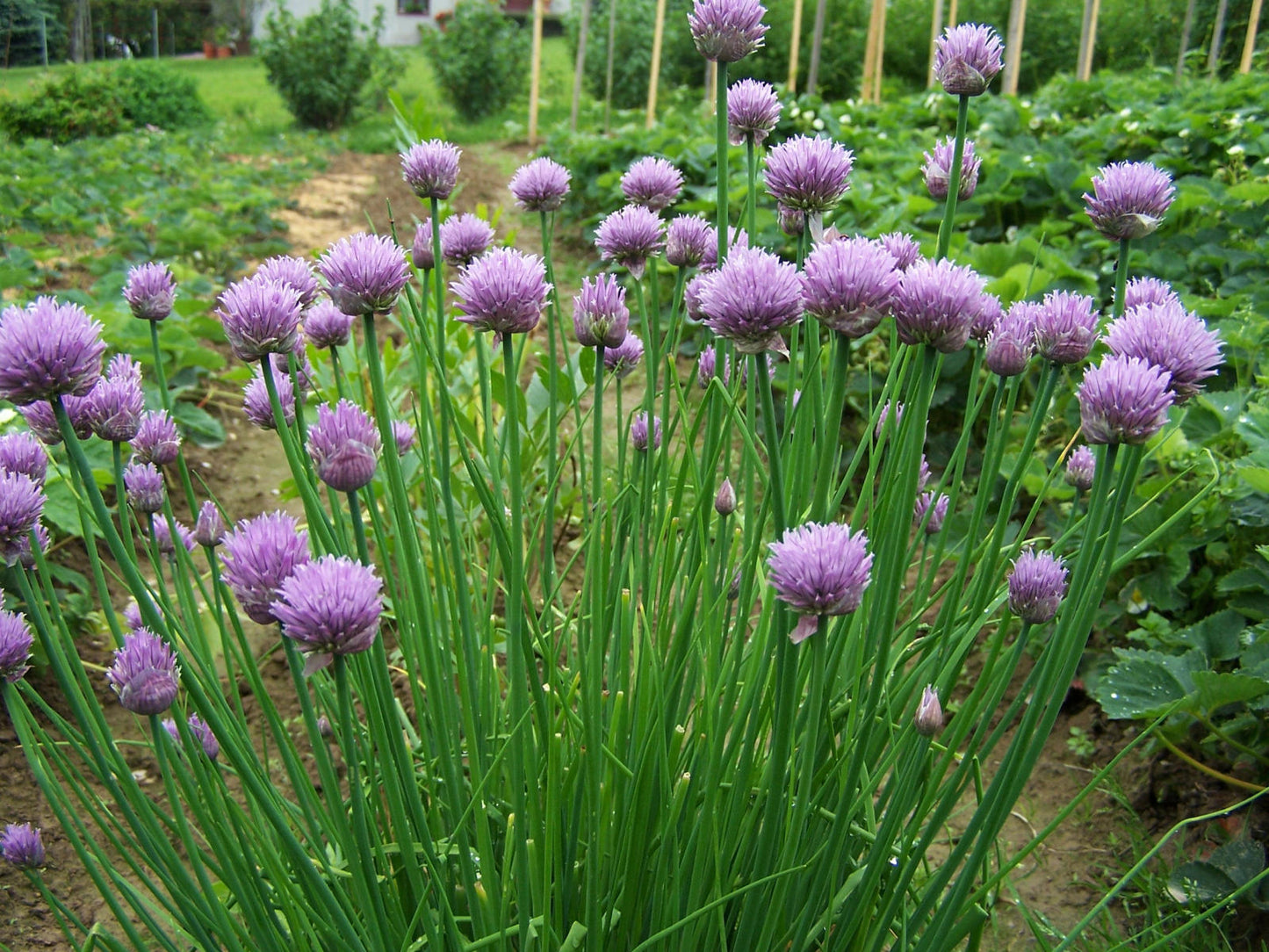 Chives