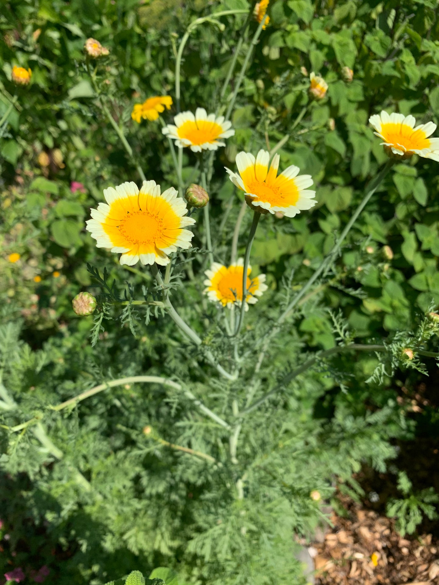 Shungiku Chrysanthemum