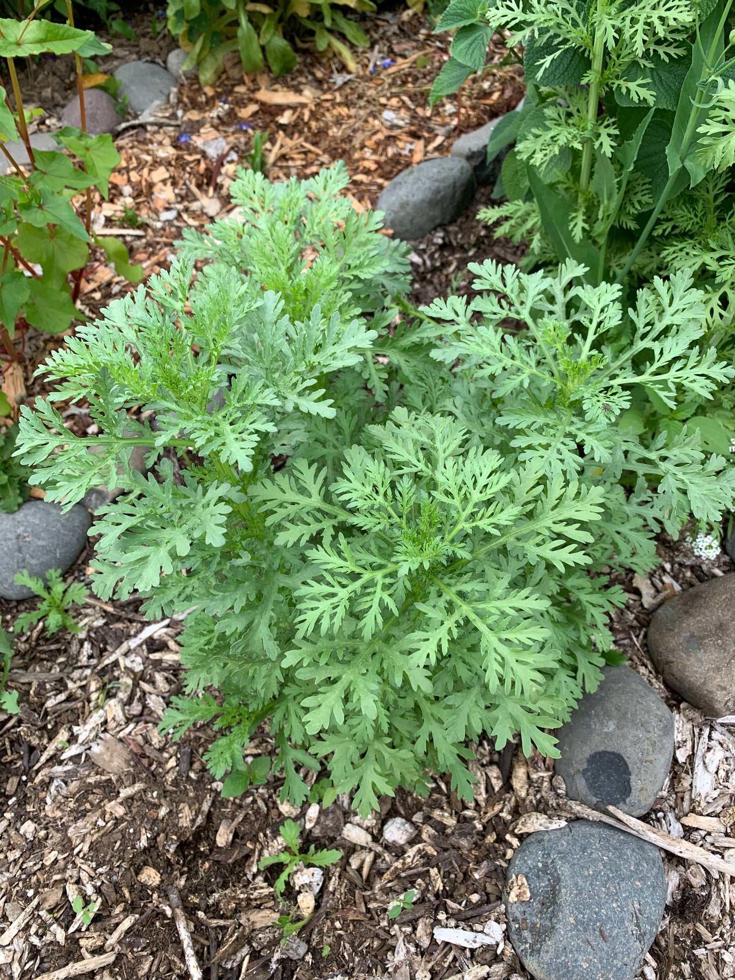 Shungiku Chrysanthemum