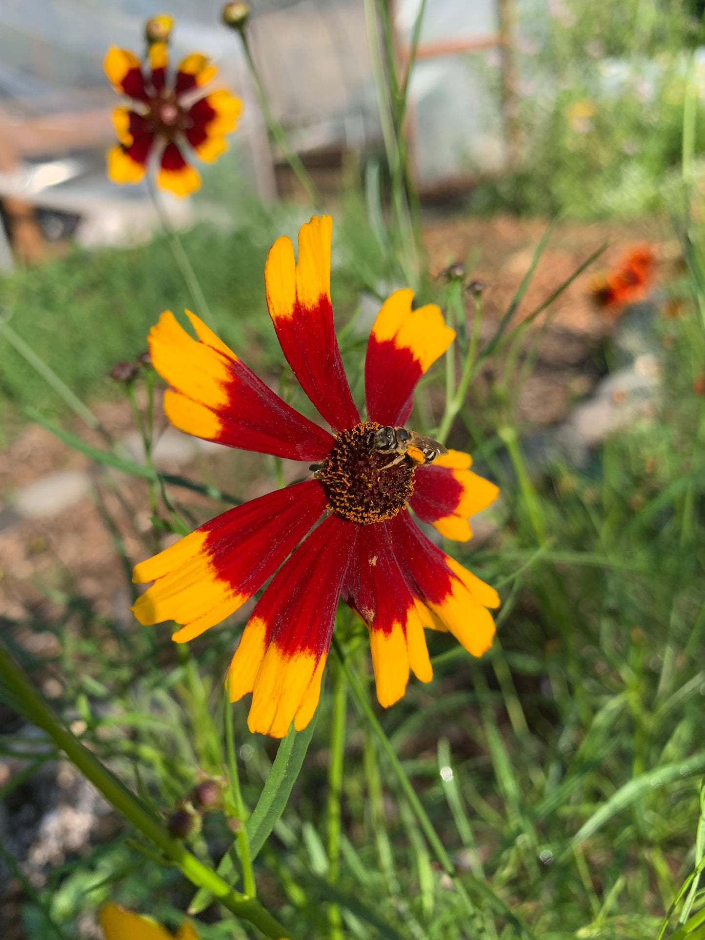 Coreopsis, Dyer's