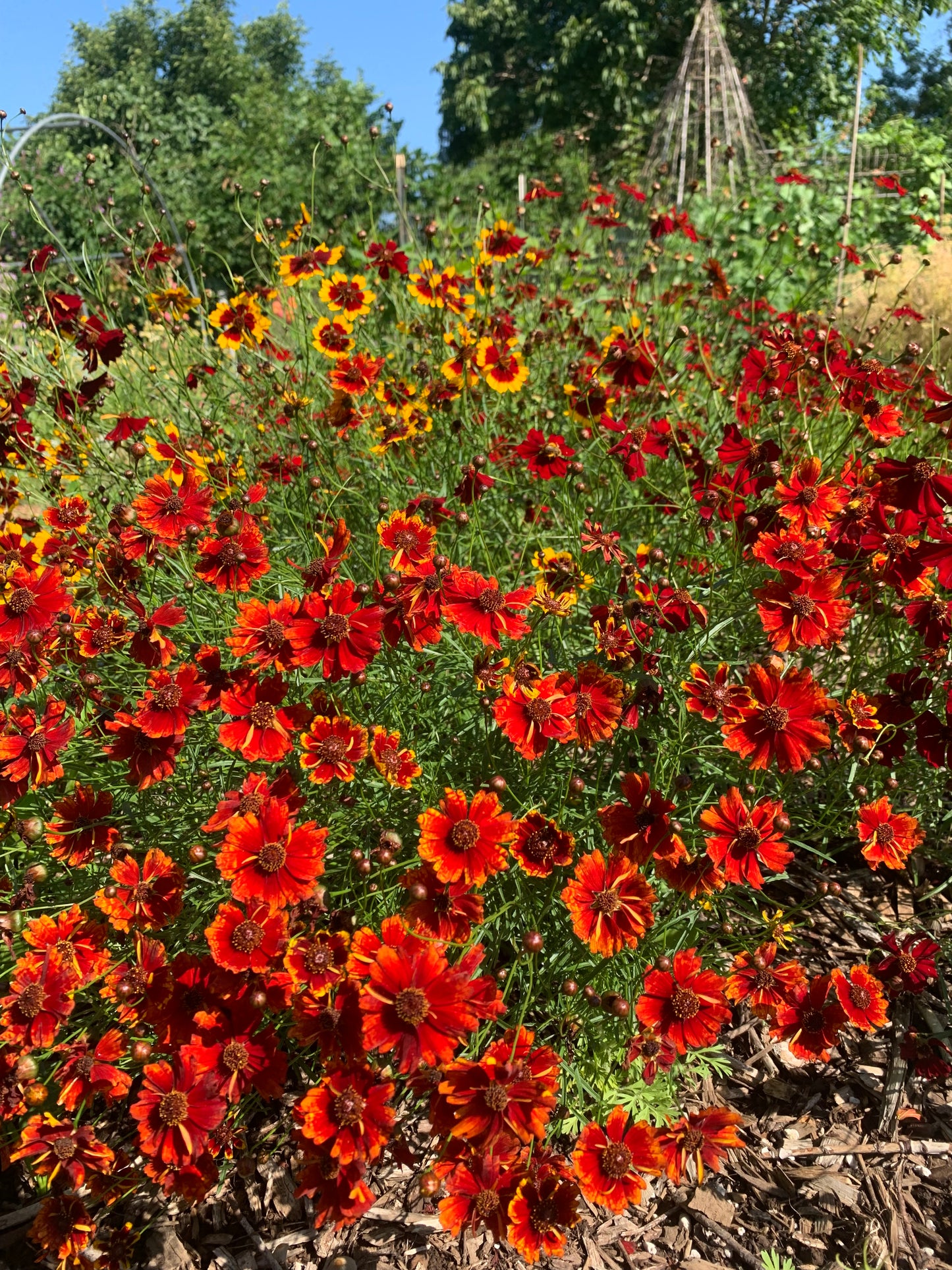 Coreopsis, Dyer's