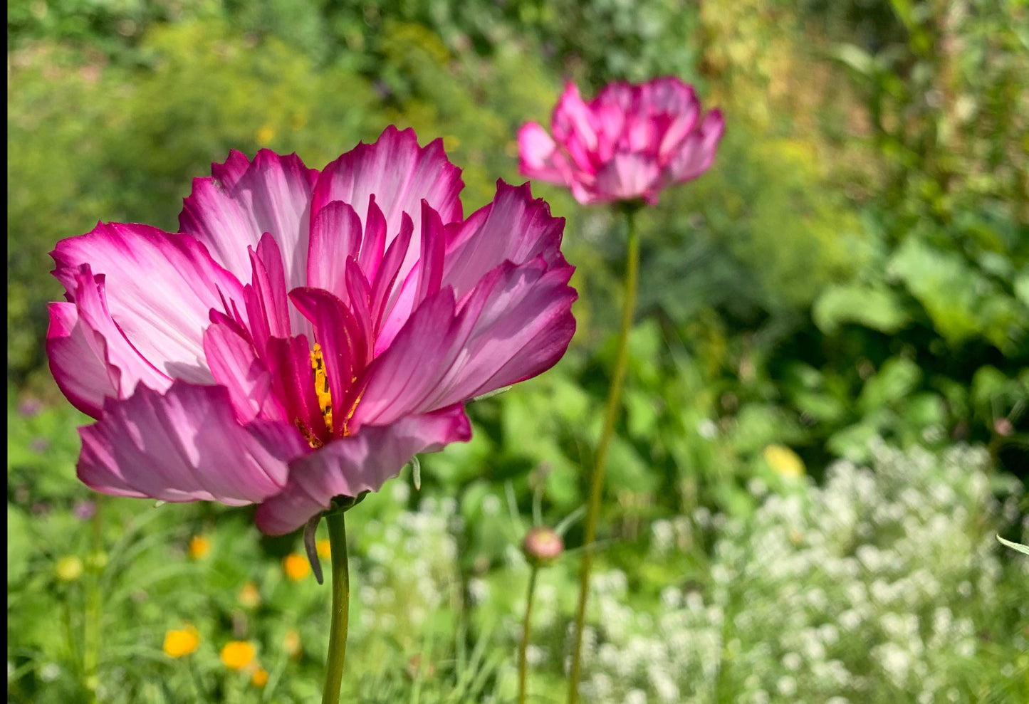 Cosmos, Fizzy Rose Picotee (Cosmos bipinnatus)