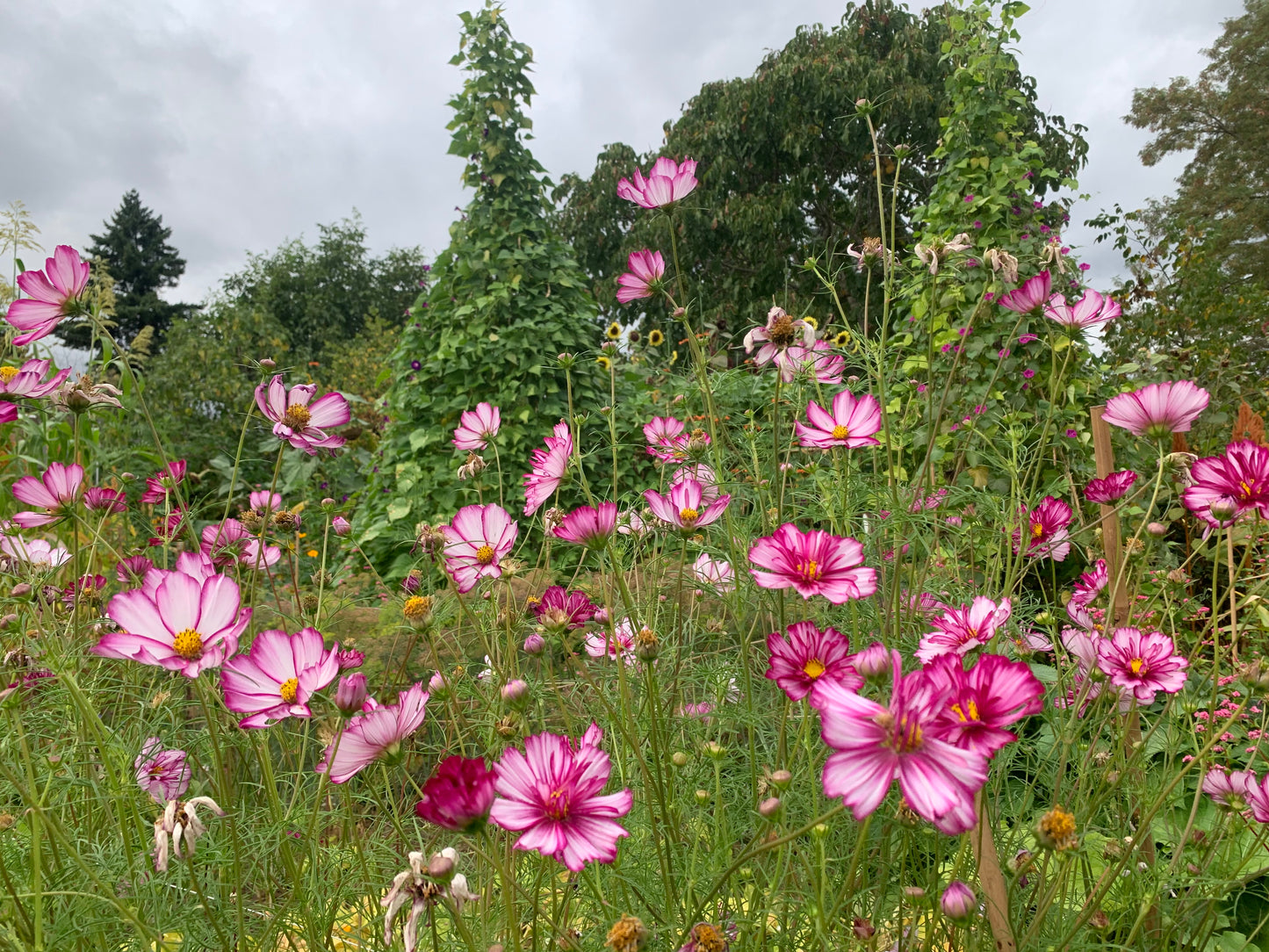 Cosmos, Fizzy Rose Picotee (Cosmos bipinnatus)