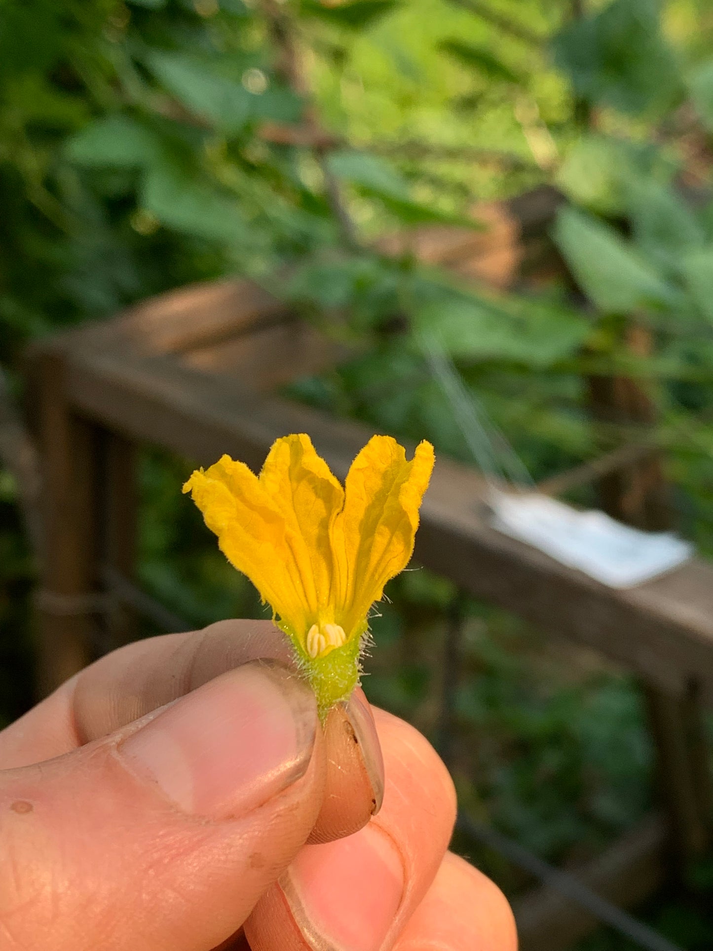 Cucumber, Poinsett 76 (Cucumis sativus)