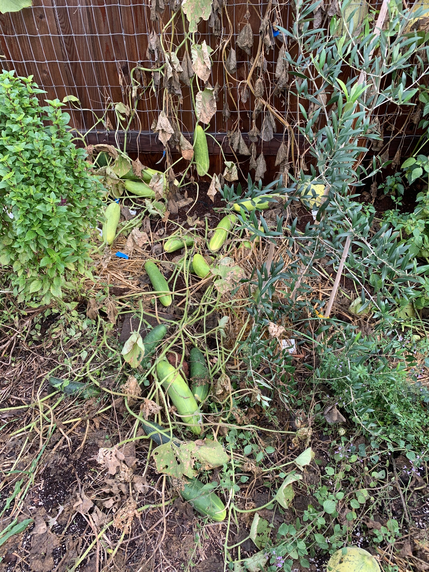 Cucumber, Poinsett 76 (Cucumis sativus)