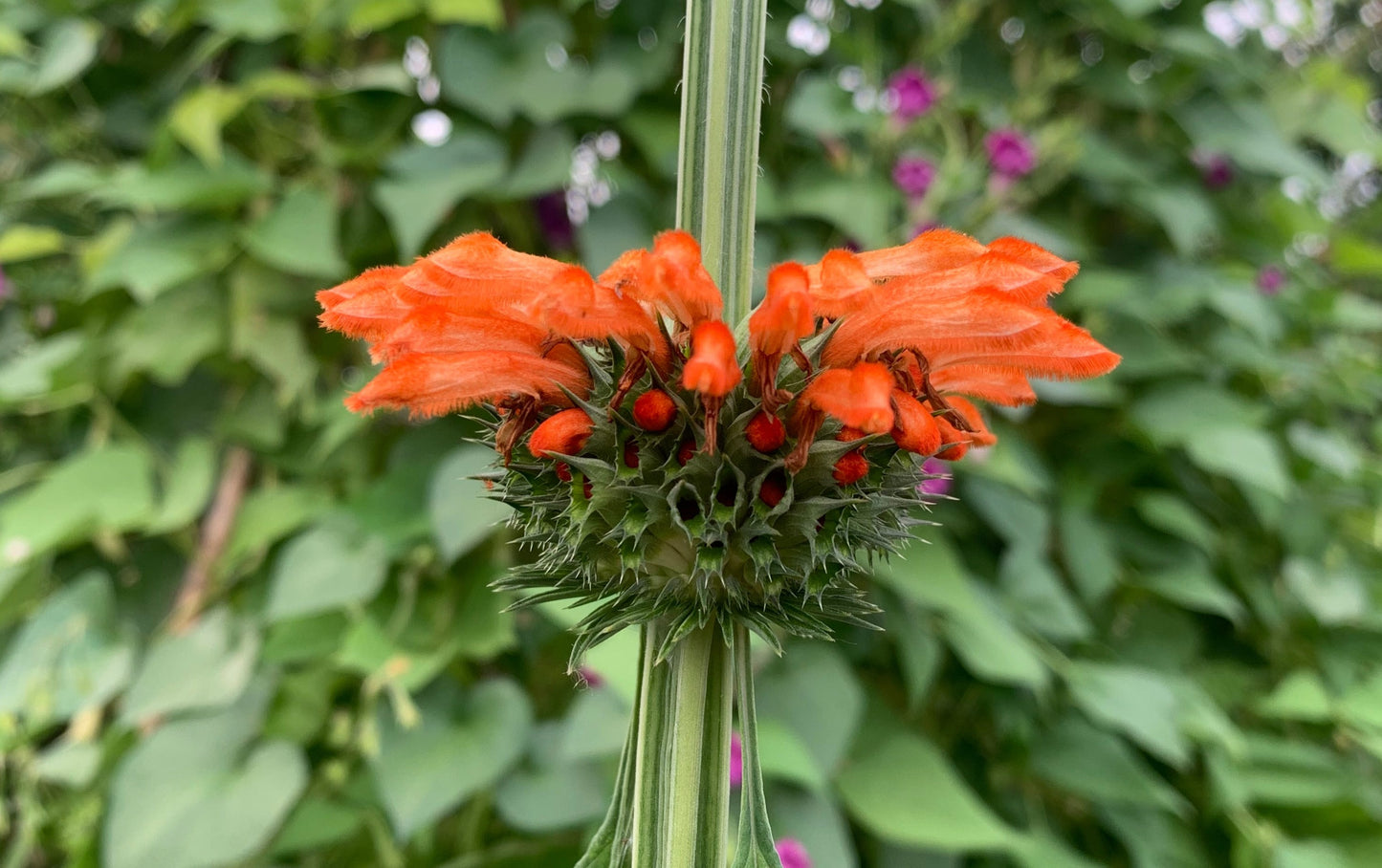 Dagga, Klip (Leonitus nepetifolia)