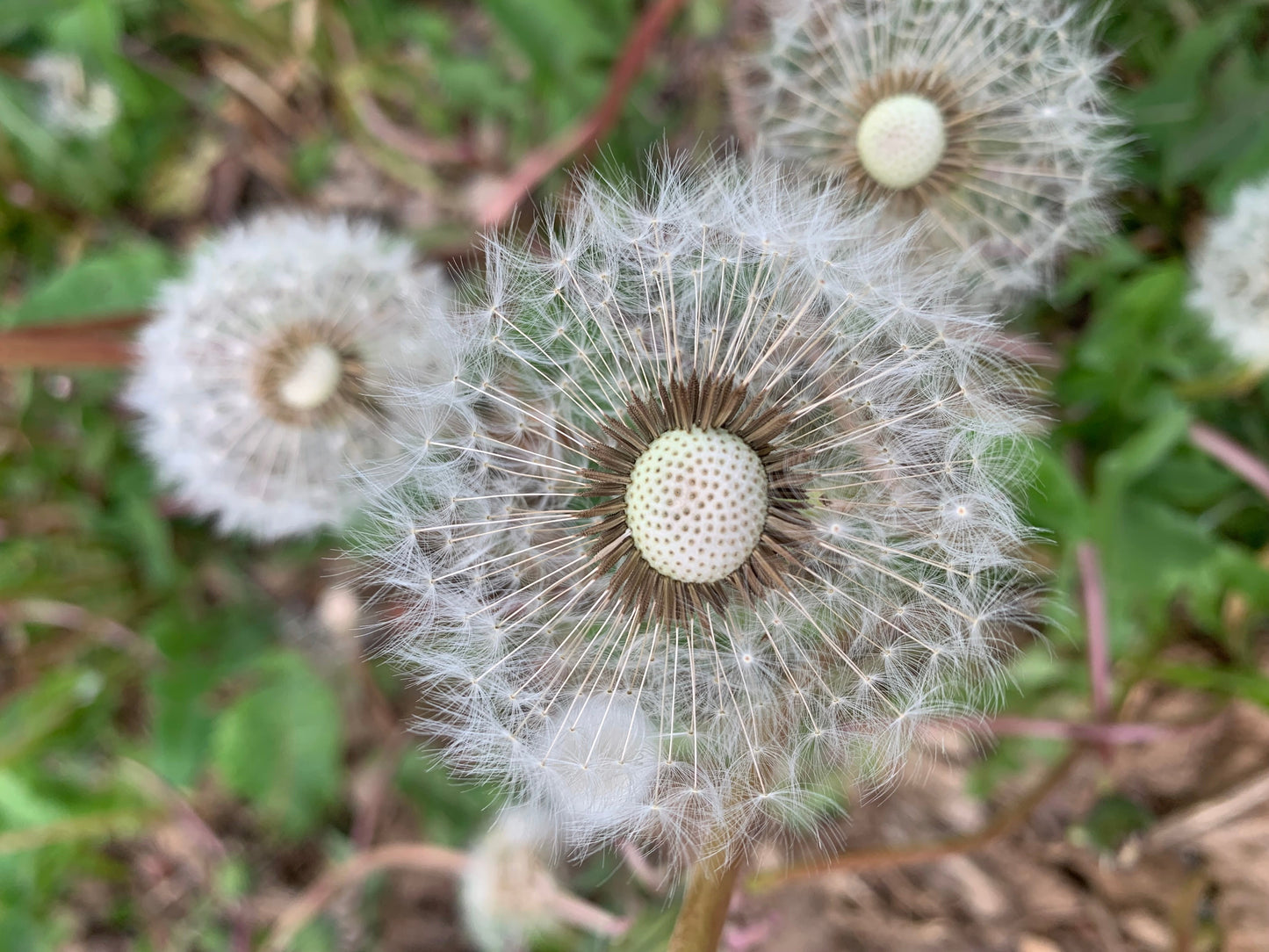 Dandelion (Taraxacum officinale)
