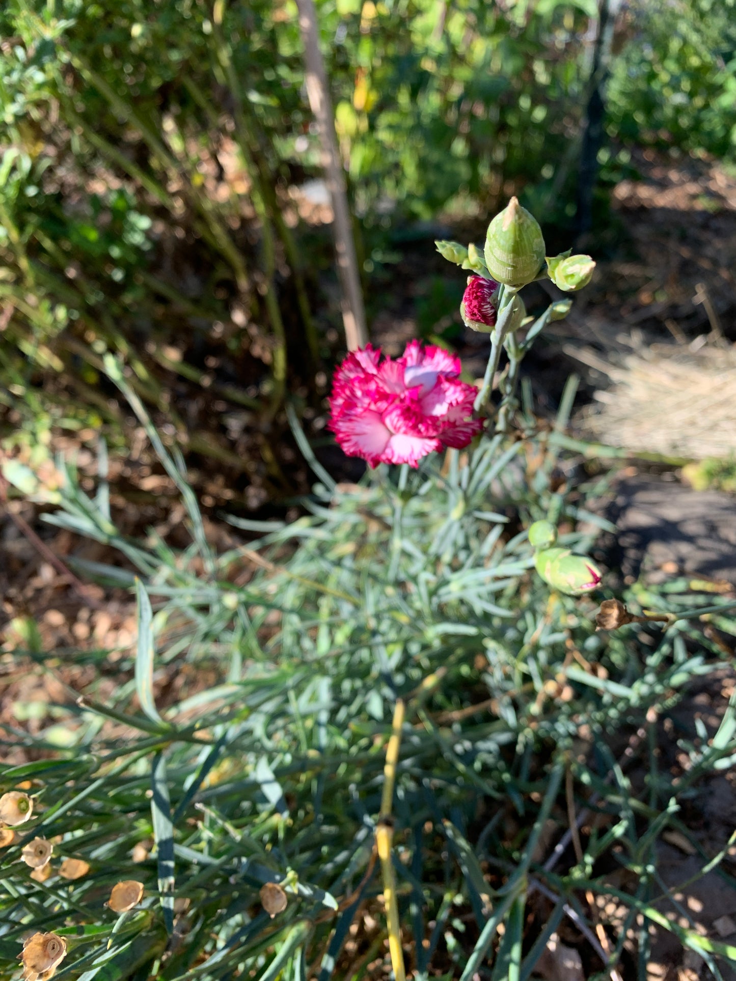 Dianthus, Chabaud Benigna (Dianthus carryophyllus)