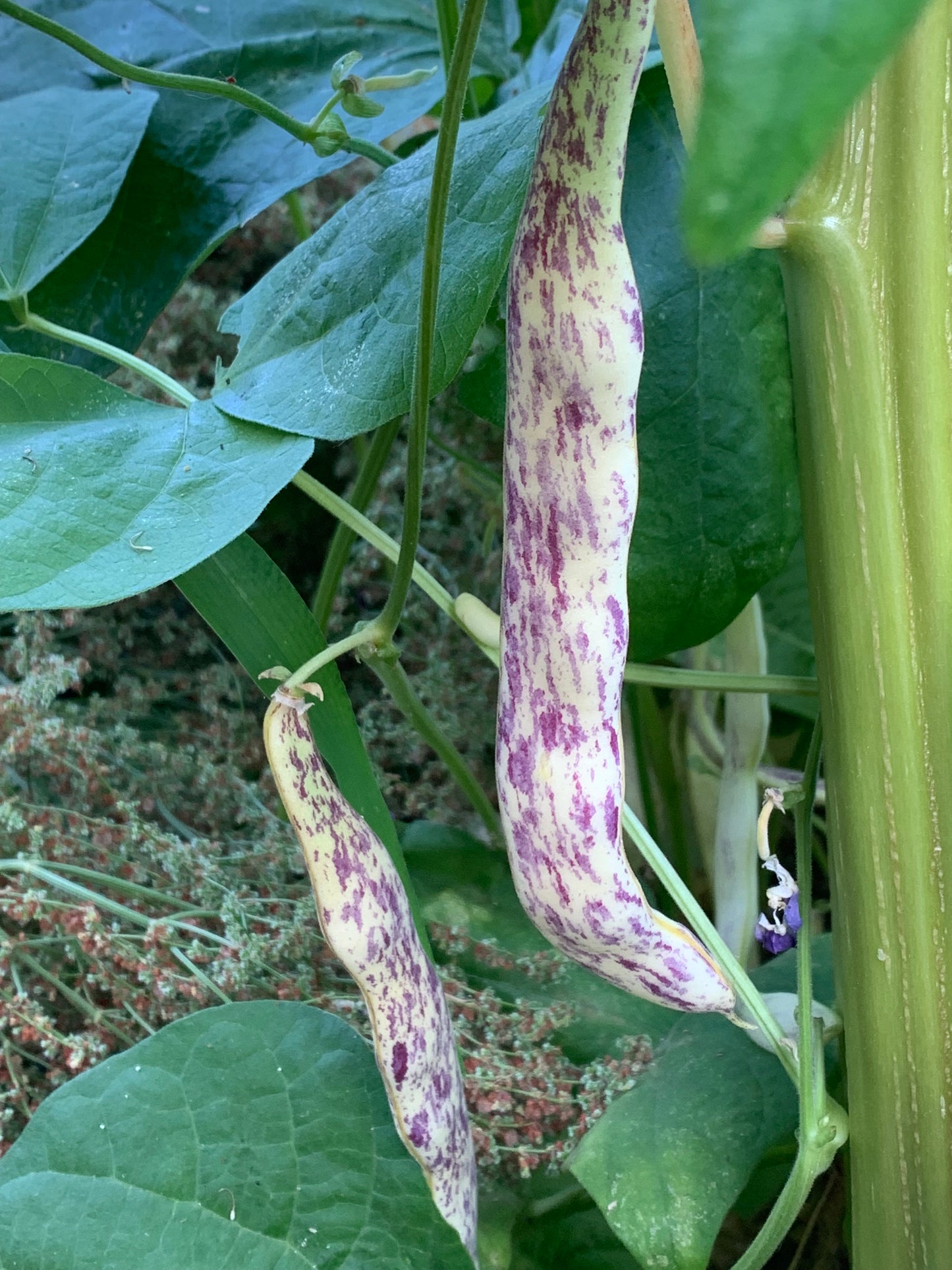 Bean, Dragon Tongue (Bush Snap)