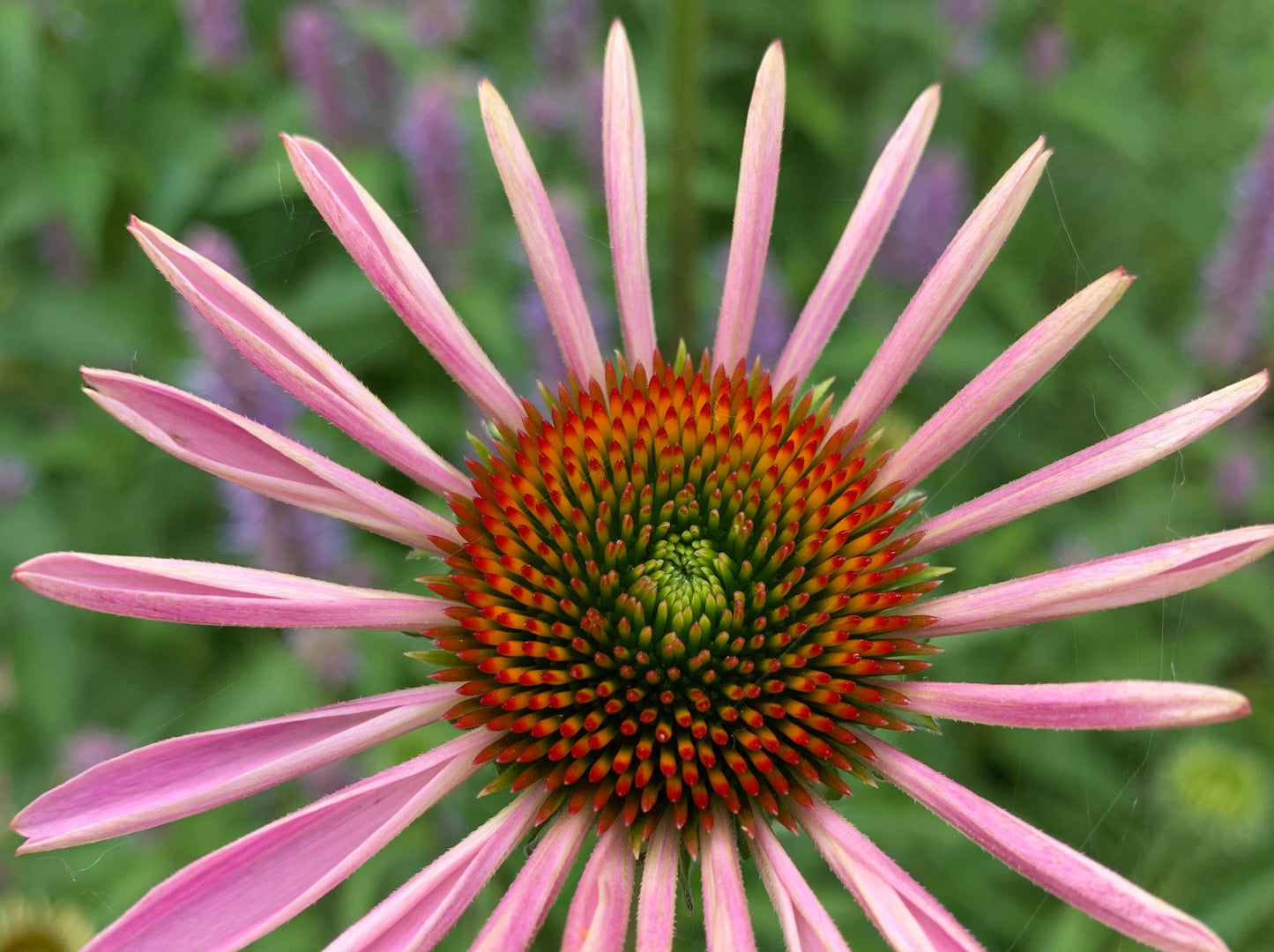 Echinacea