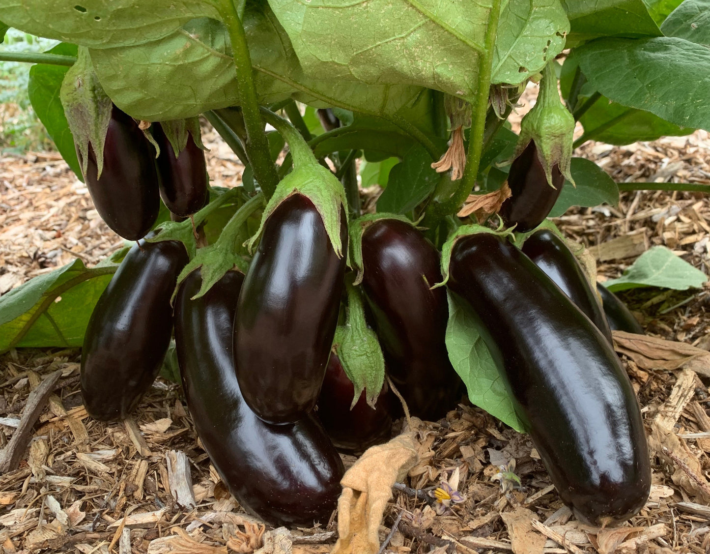 Eggplant, Diamond