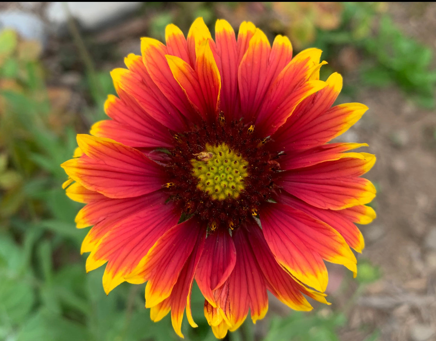 Gaillardia, Indian Blanket