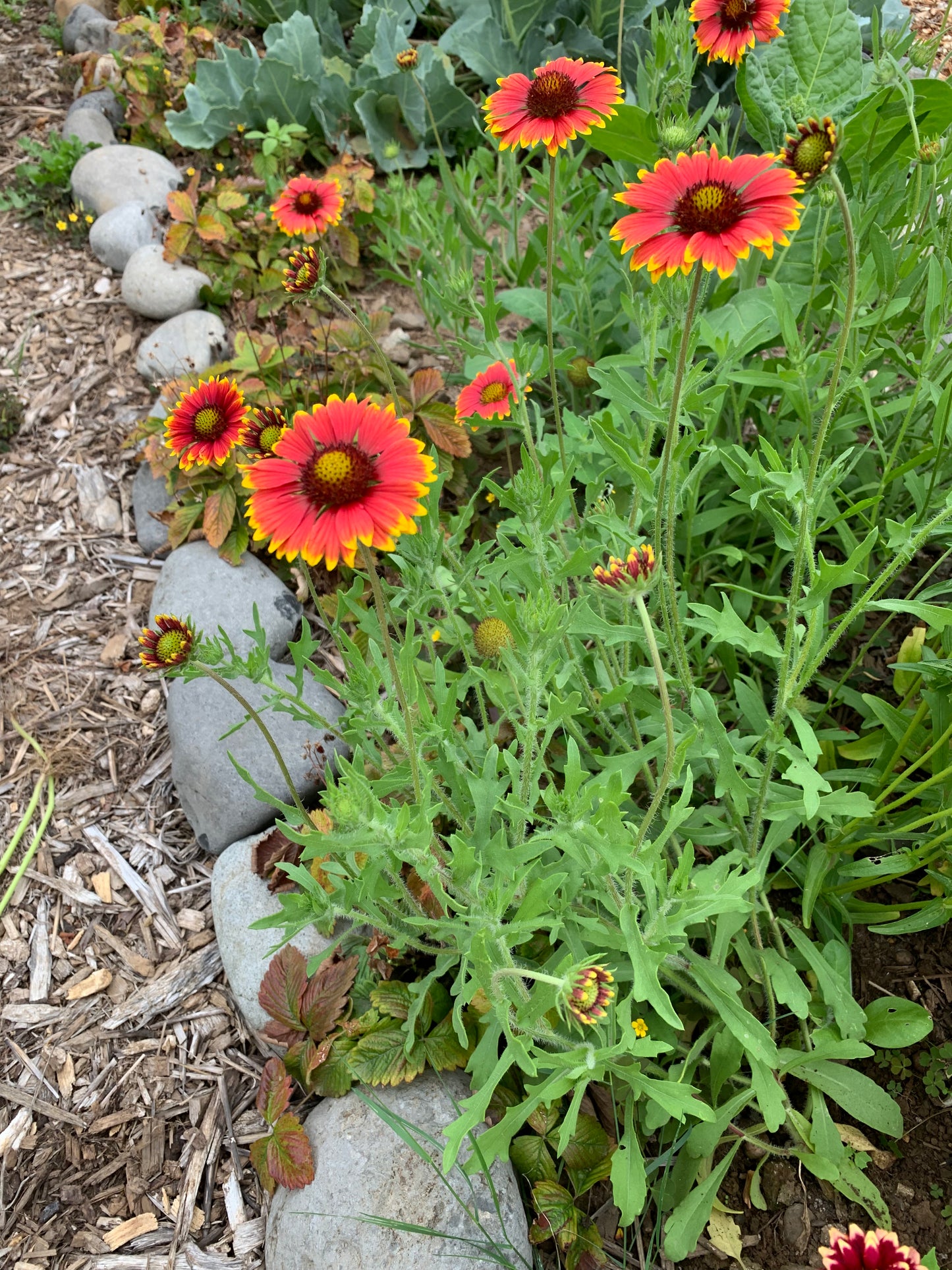 Gaillardia, Indian Blanket