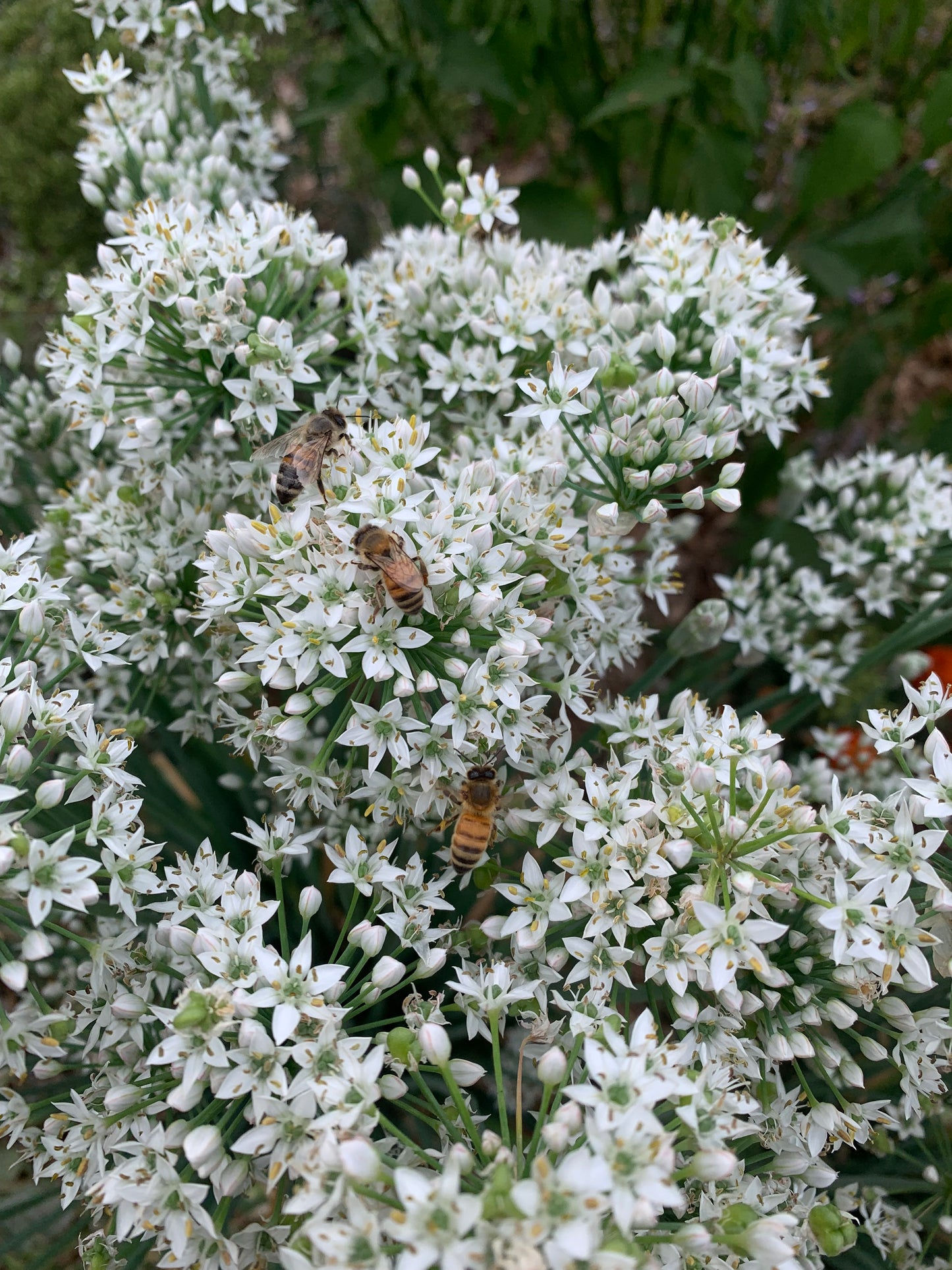 Garlic Chives
