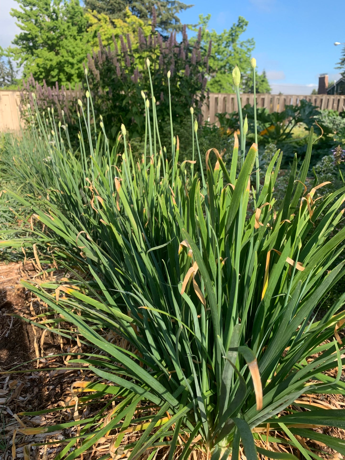 Garlic Chives
