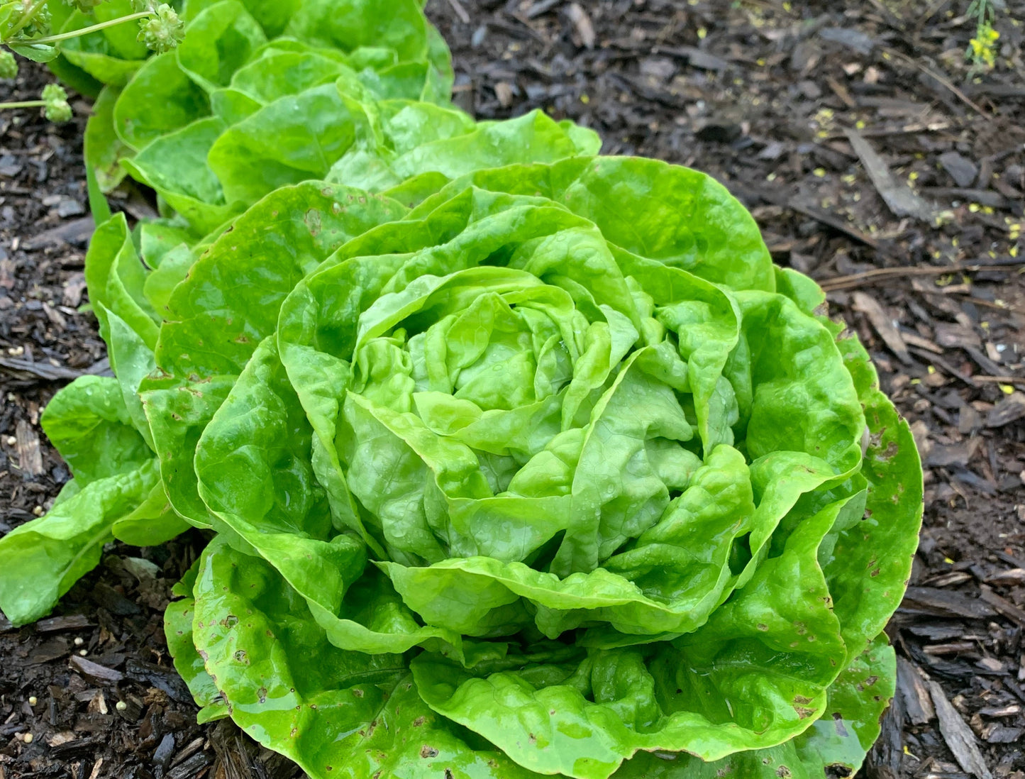 Lettuce, Winter Density