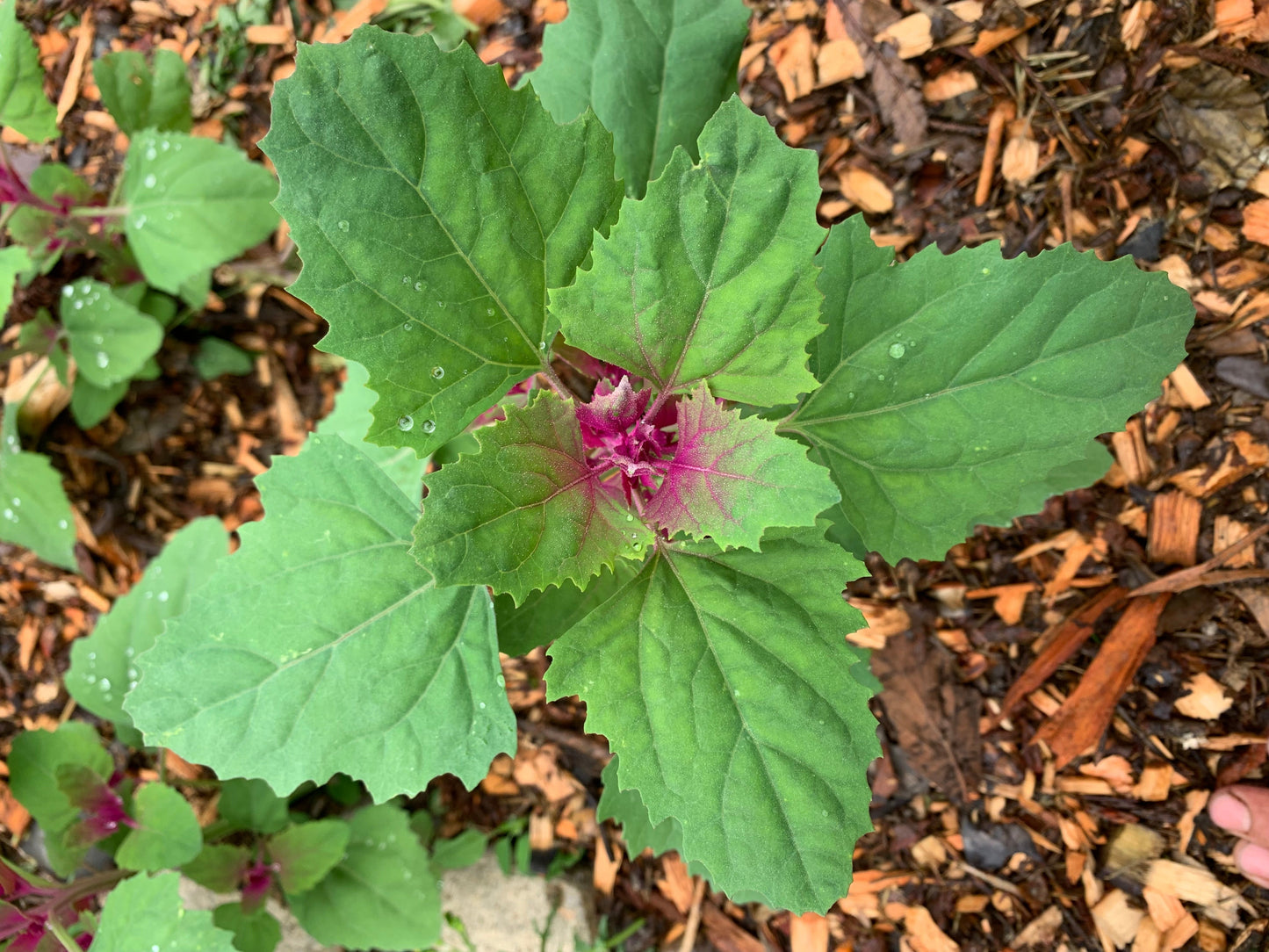 5/27 Workshop: Growing rare edible plants at home in the Willamette Valley