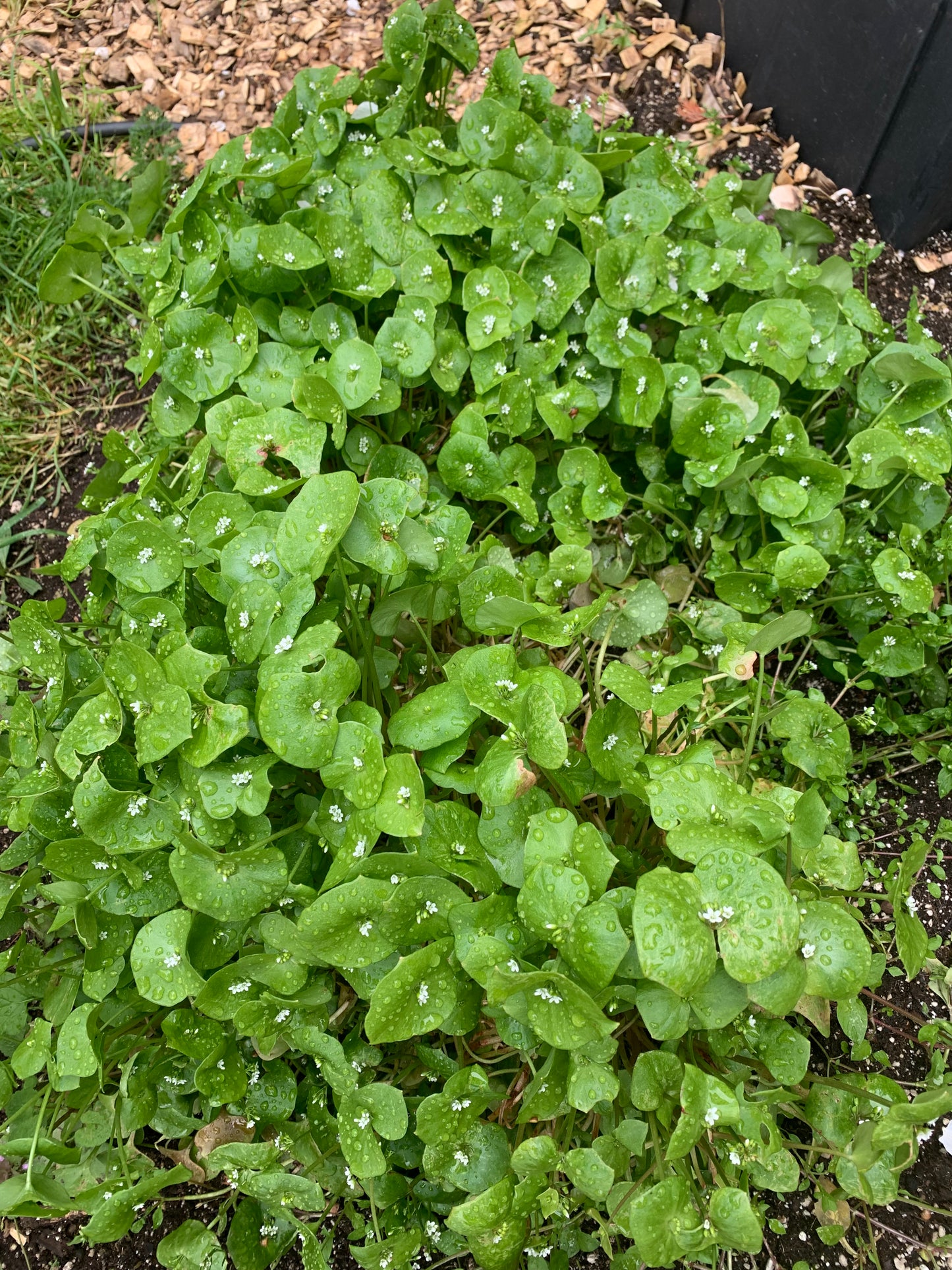 Miner's Lettuce