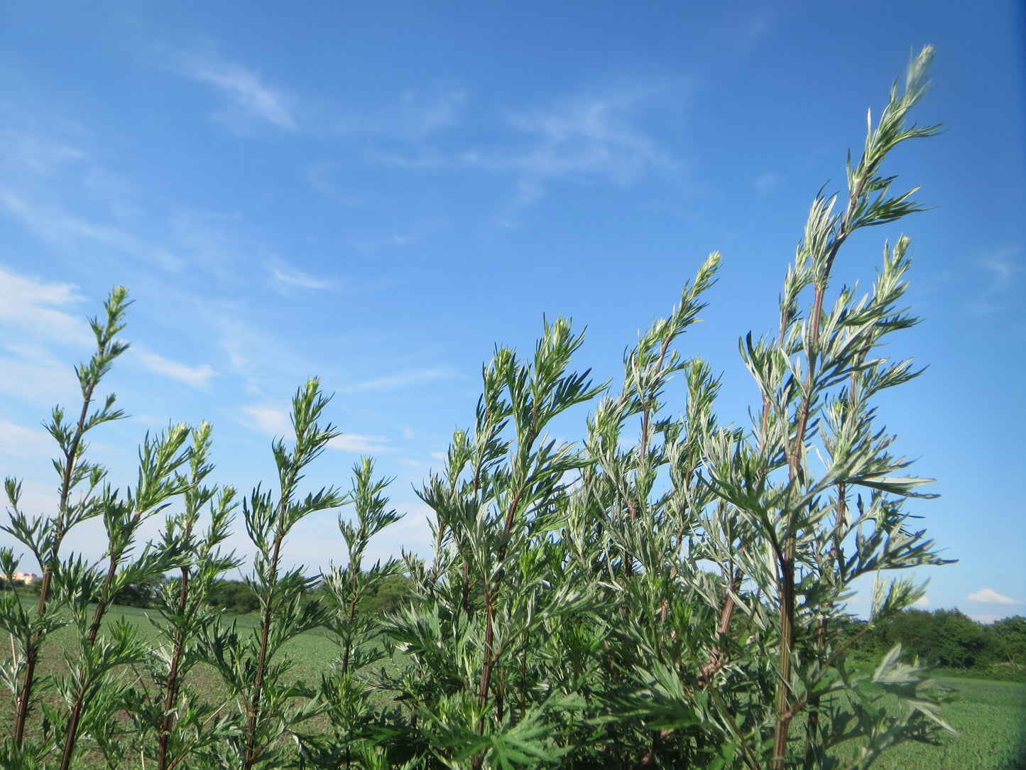 Mugwort