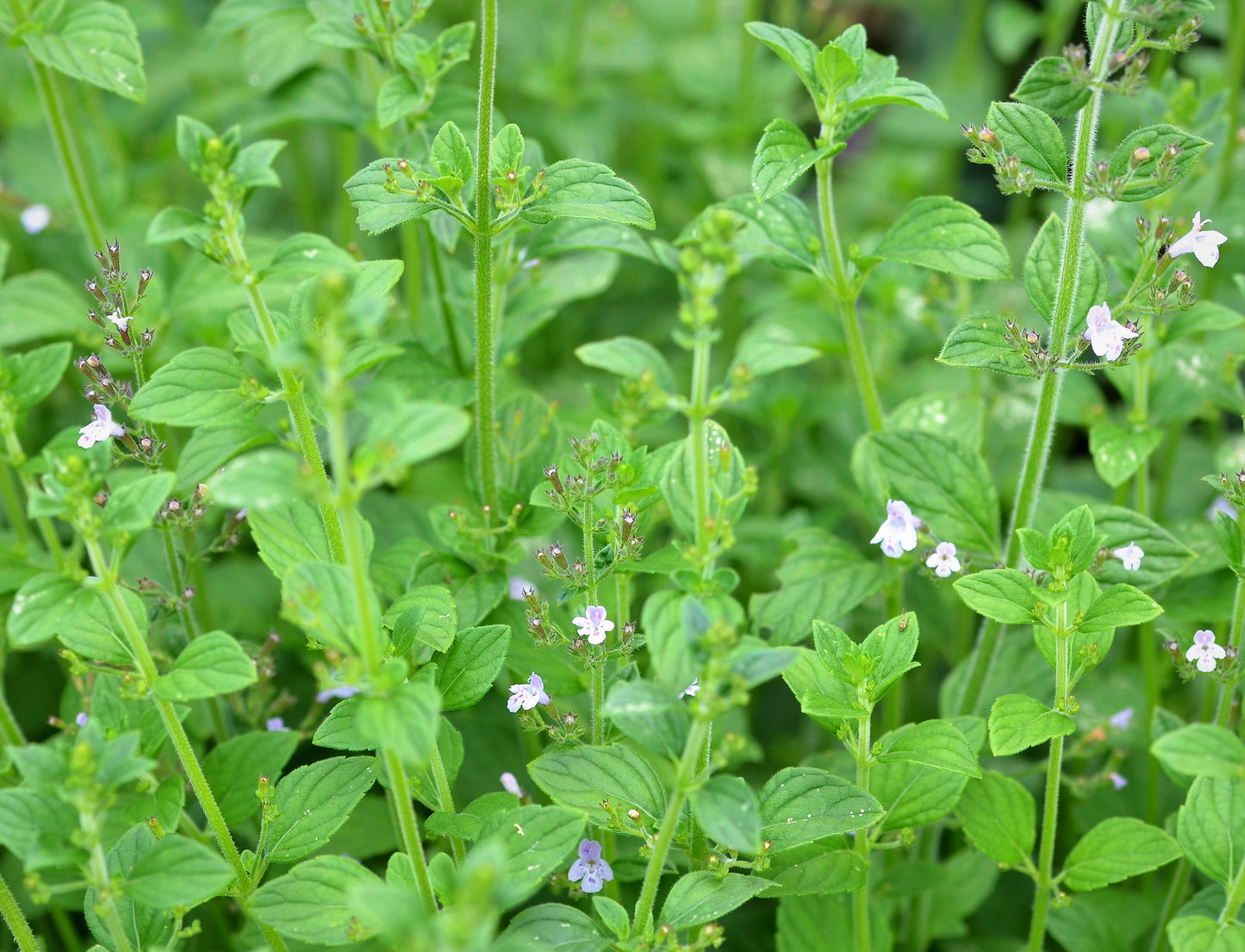 Nepitella