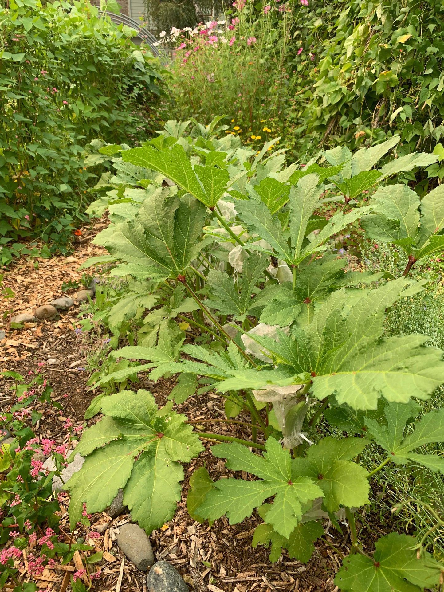 Okra, Clemson Spineless (Abelmoschus esculentus)