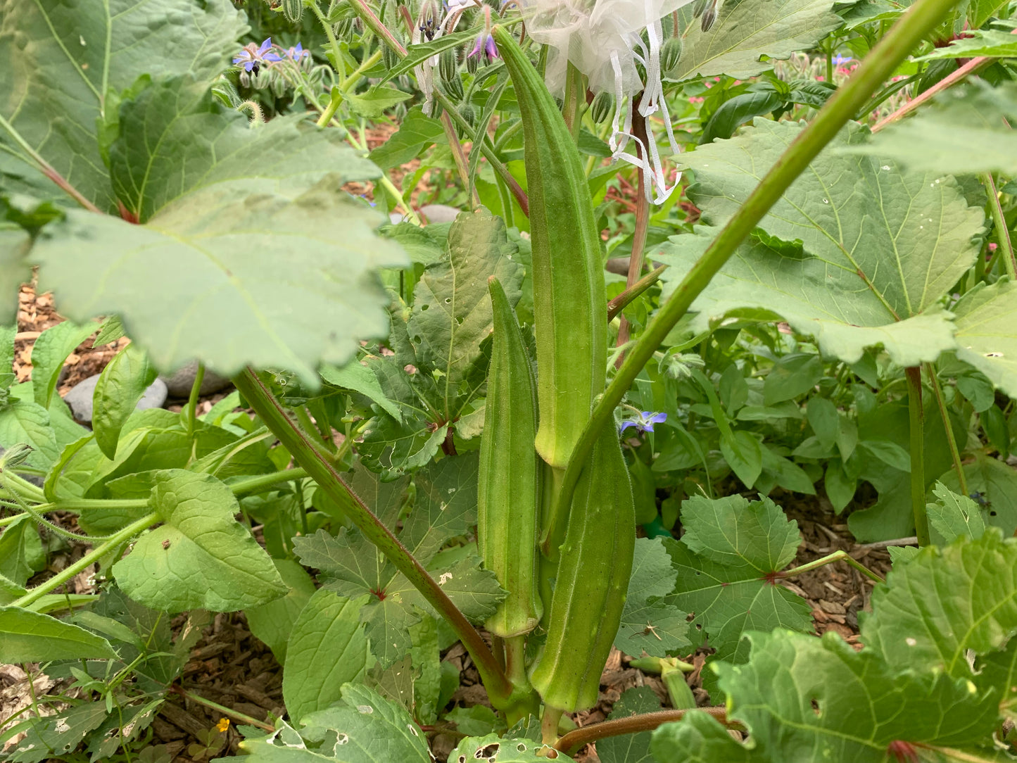 Okra, Clemson Spineless (Abelmoschus esculentus)