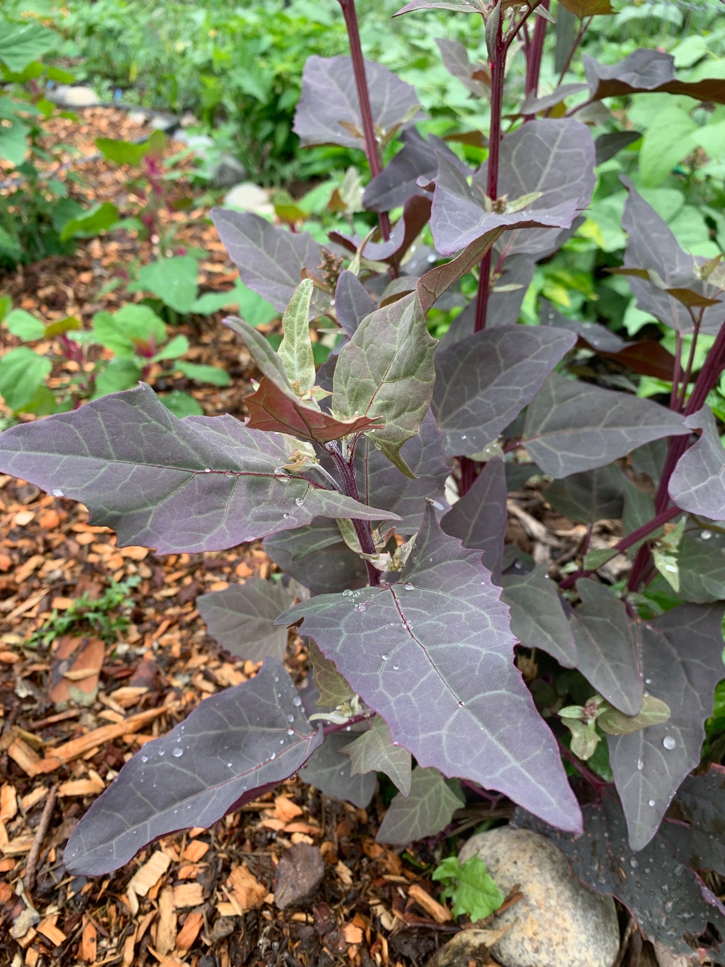 Orach, Purple