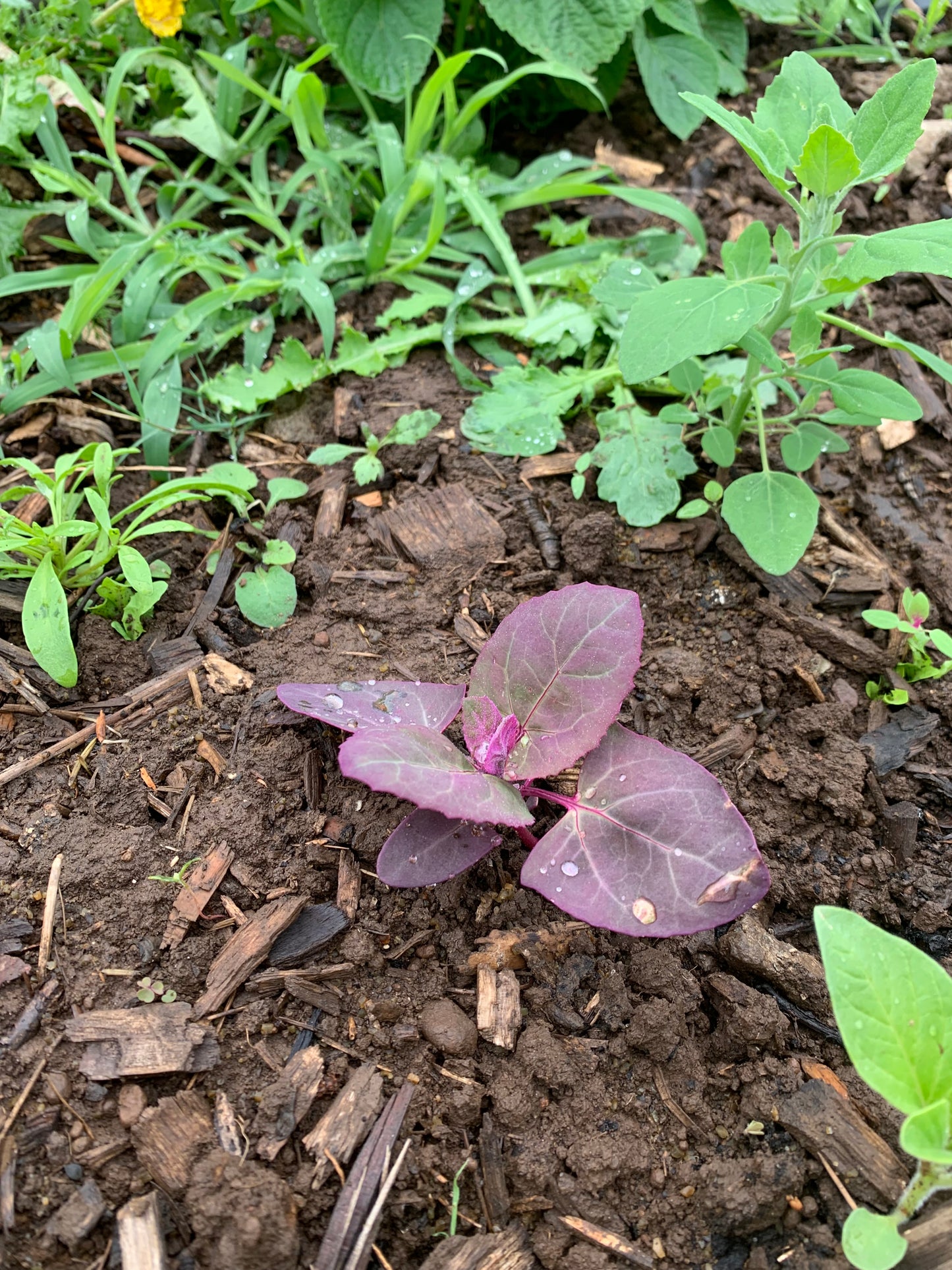 Orach, Purple