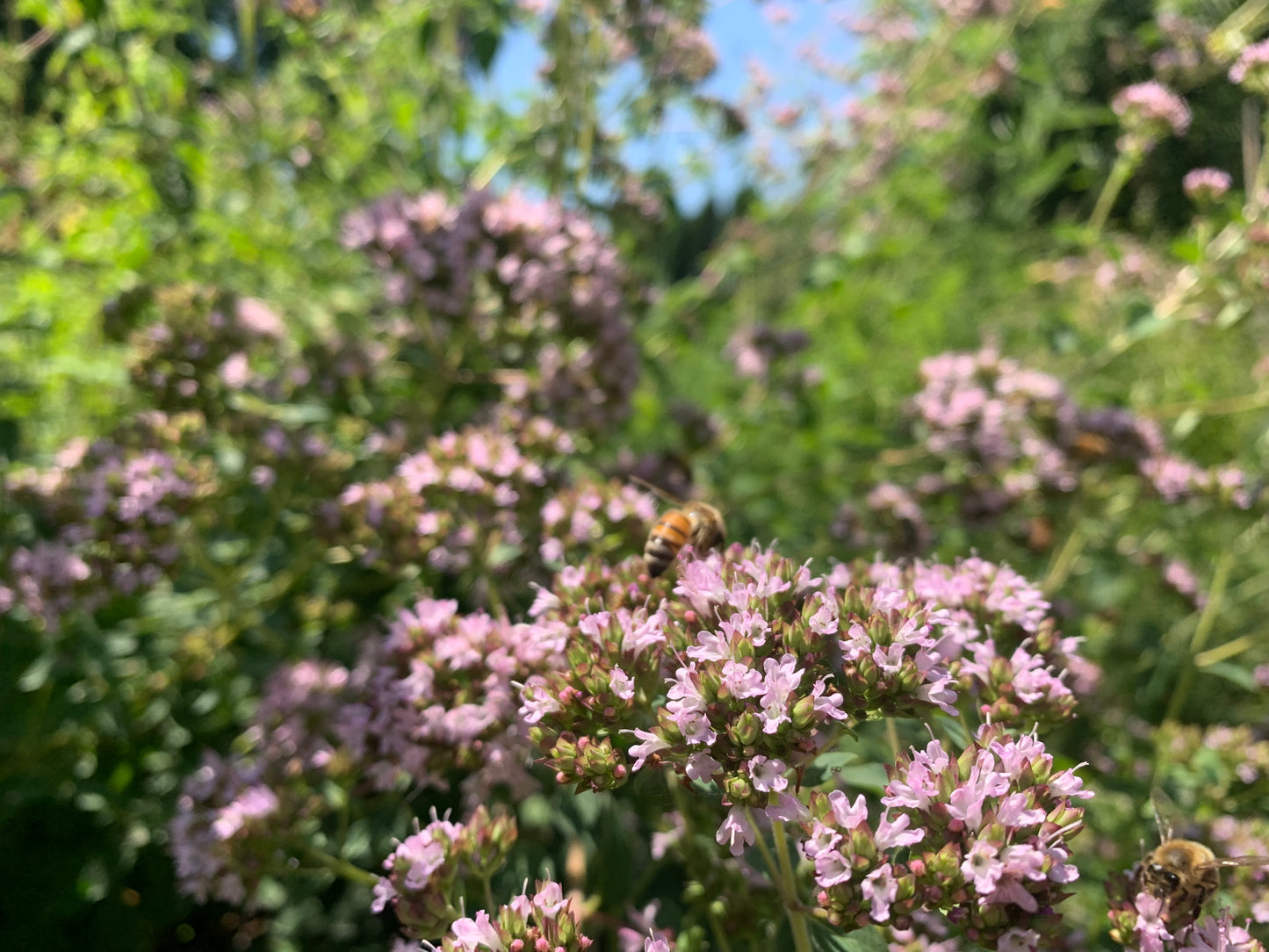 Oregano/Marjoram, Backyard Mix