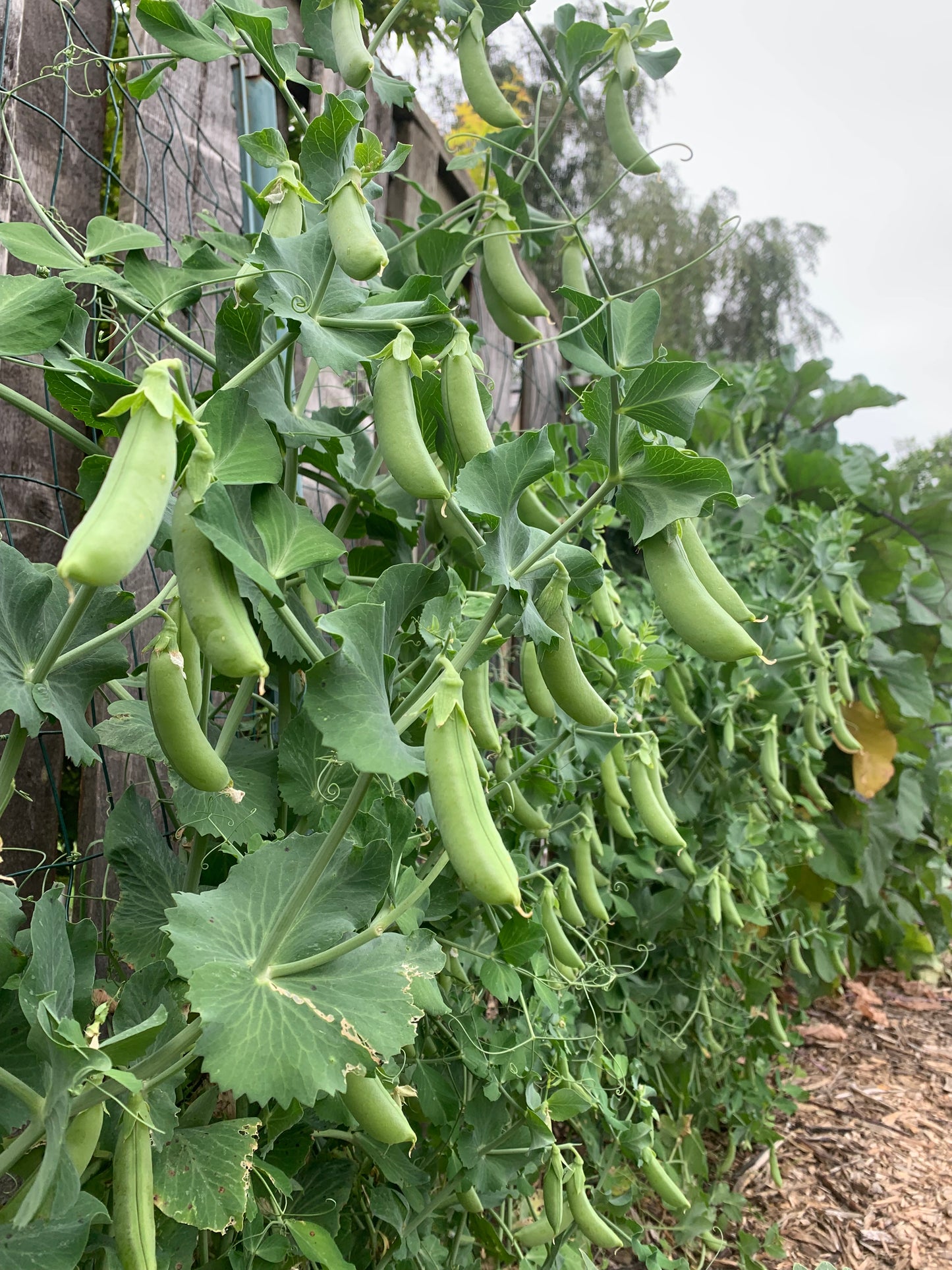 Pea, Cascadia