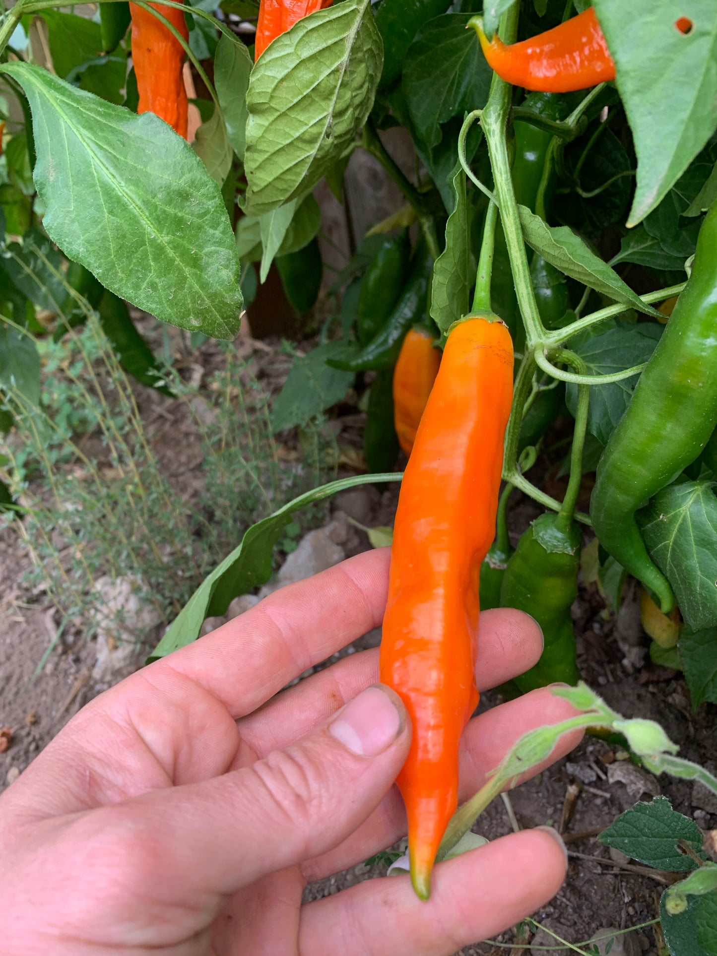 Pepper, Ají Amarillo
