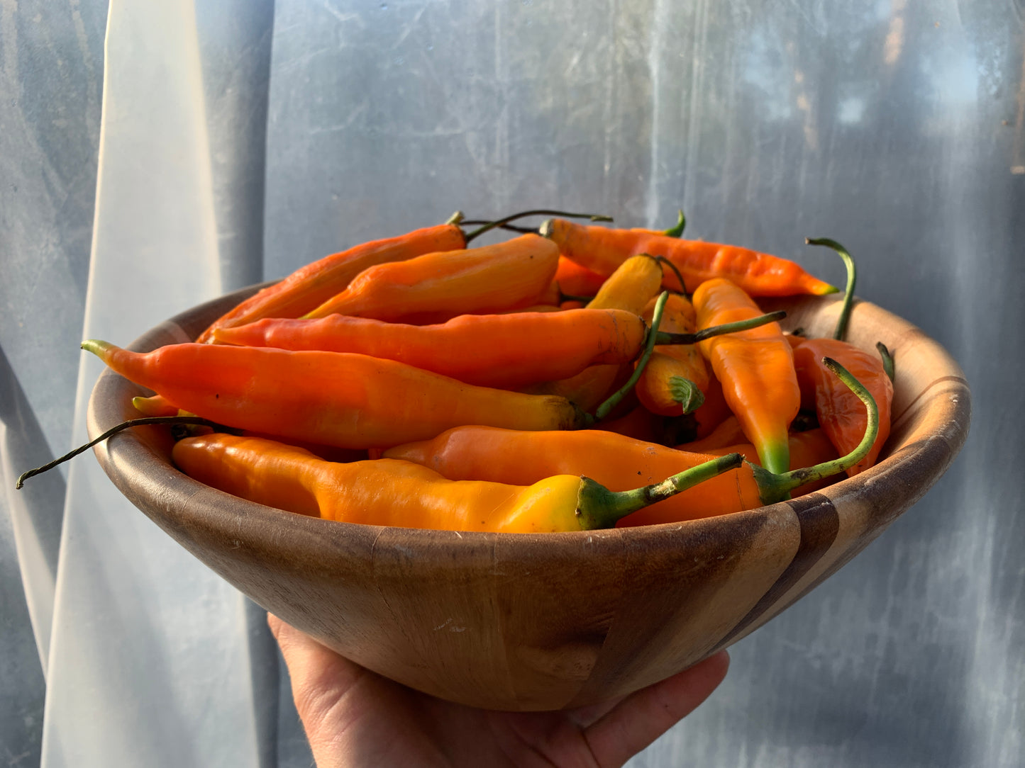 Pepper, Ají Amarillo