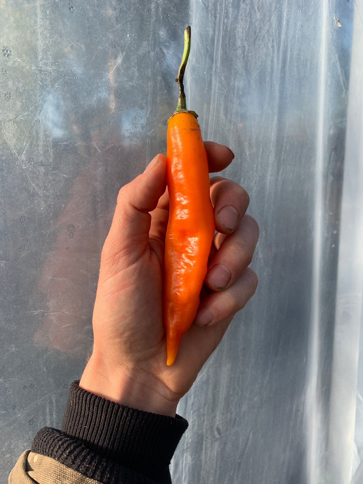 Pepper, Ají Amarillo