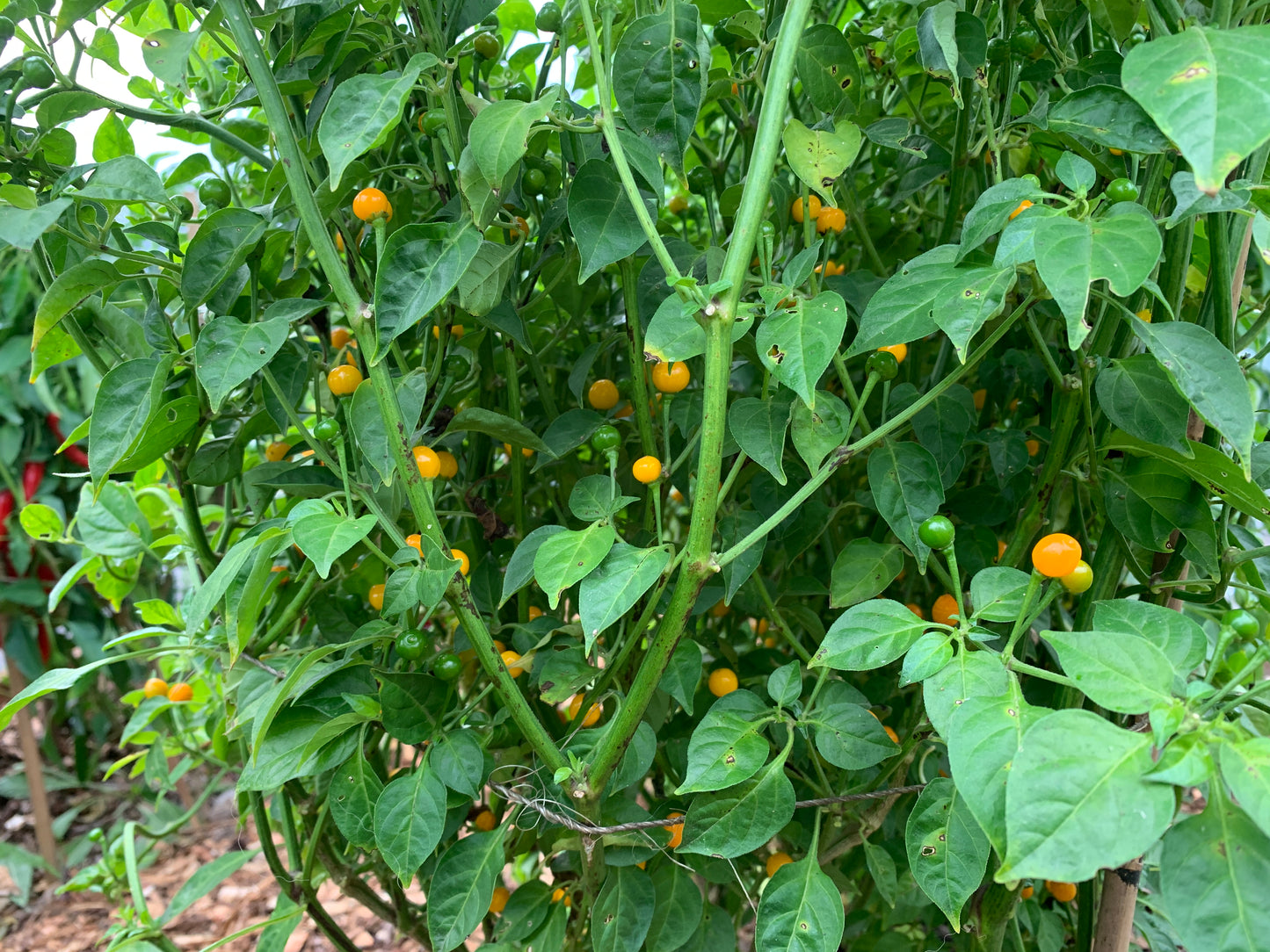 Pepper, Ají Charapita (Capsicum chinense)