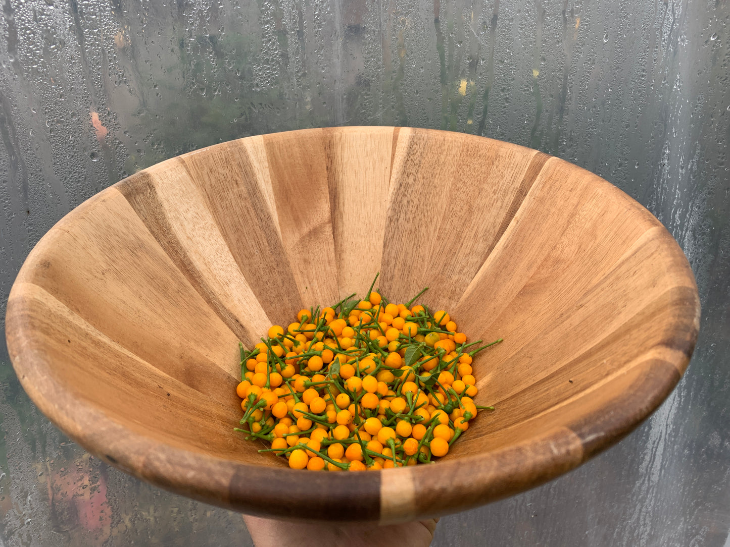 Pepper, Ají Charapita (Capsicum chinense)