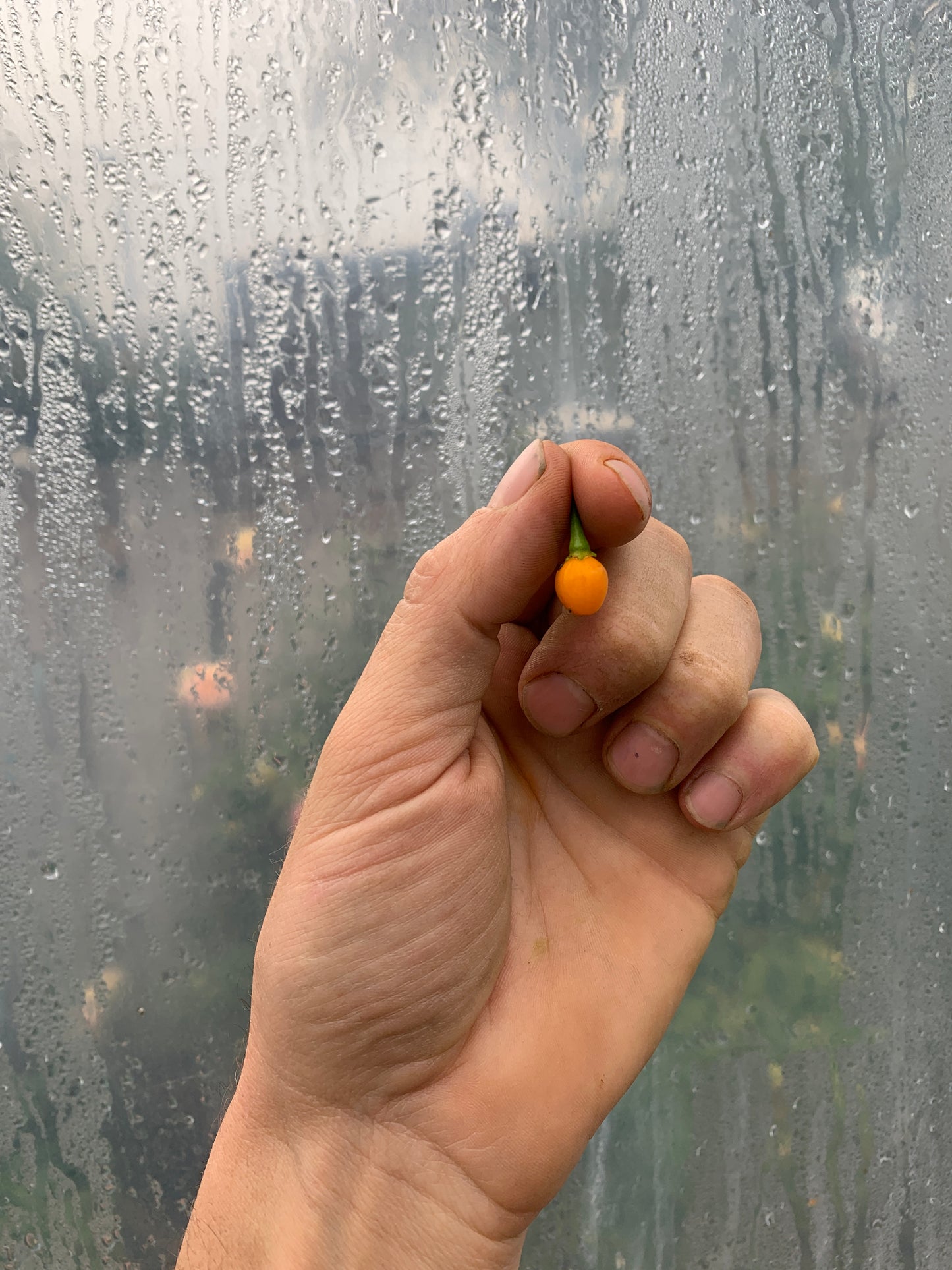 Pepper, Ají Charapita (Capsicum chinense)