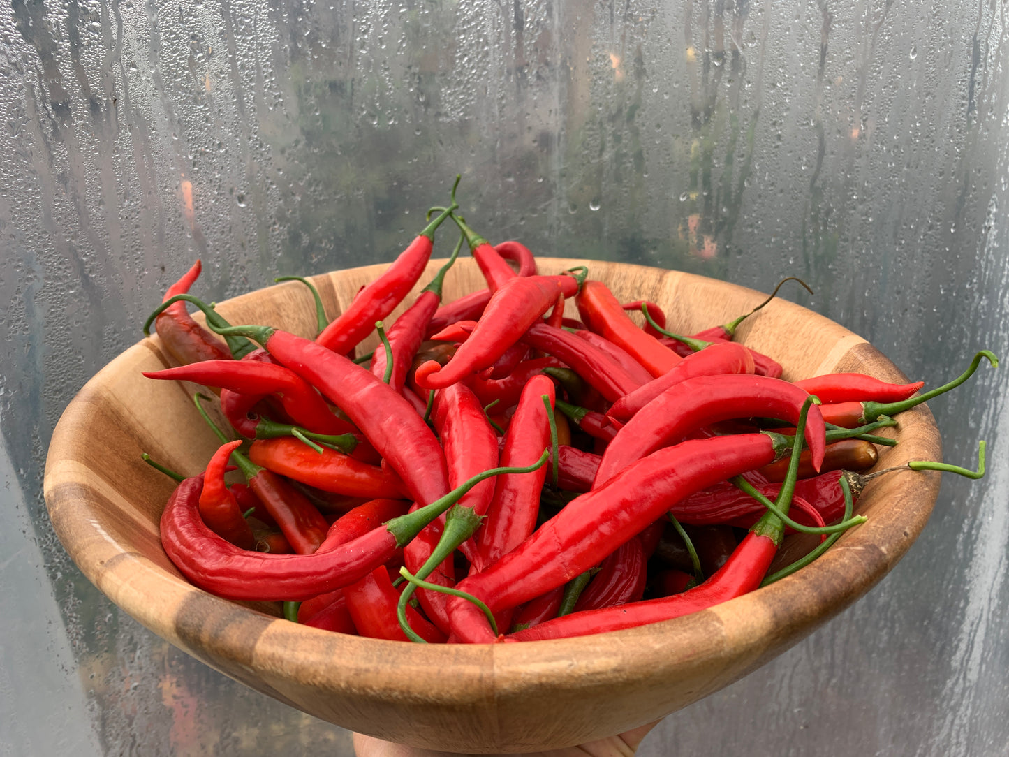 Pepper, Ají Colorado